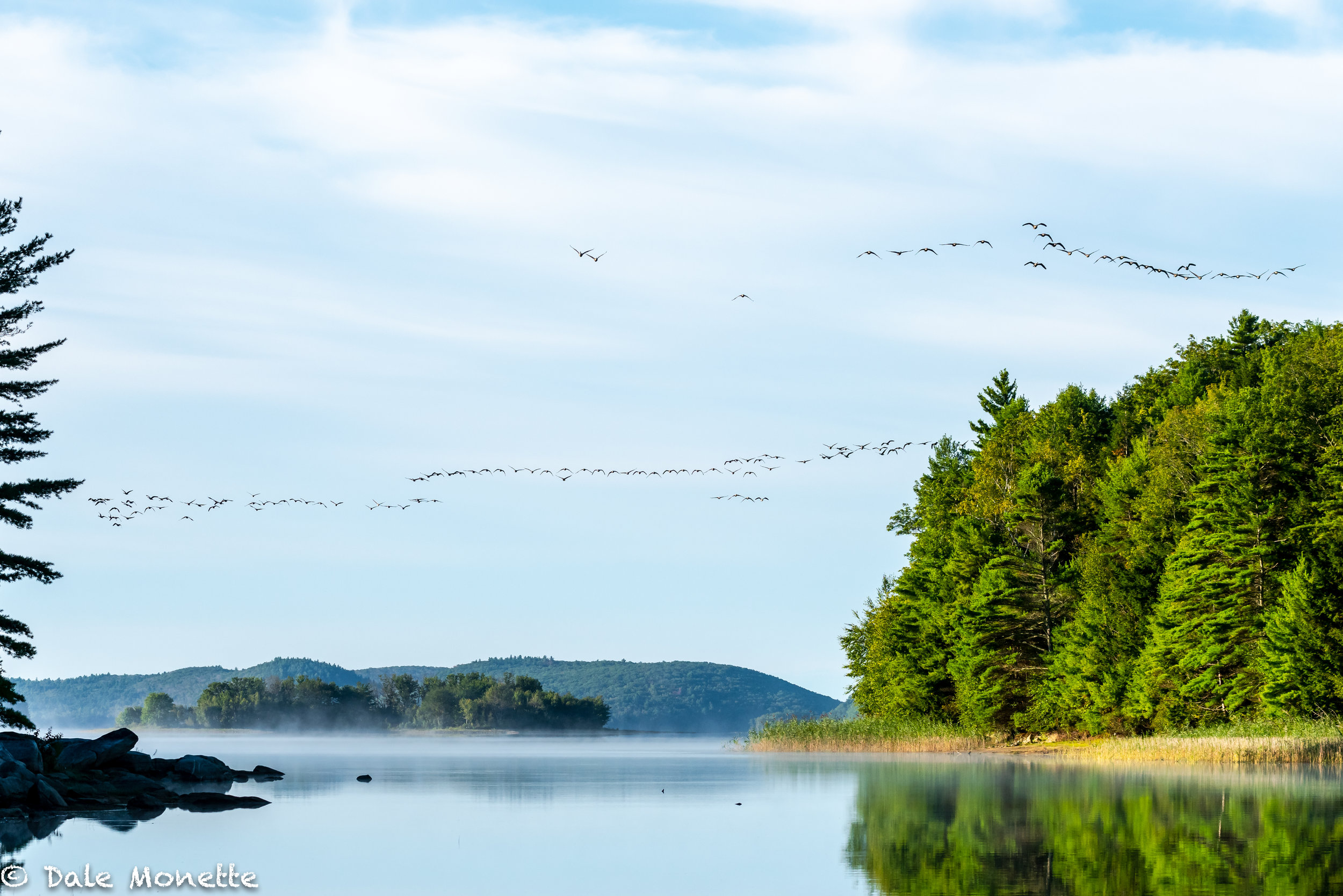   The Quabbin Canada geese are getting restless……  