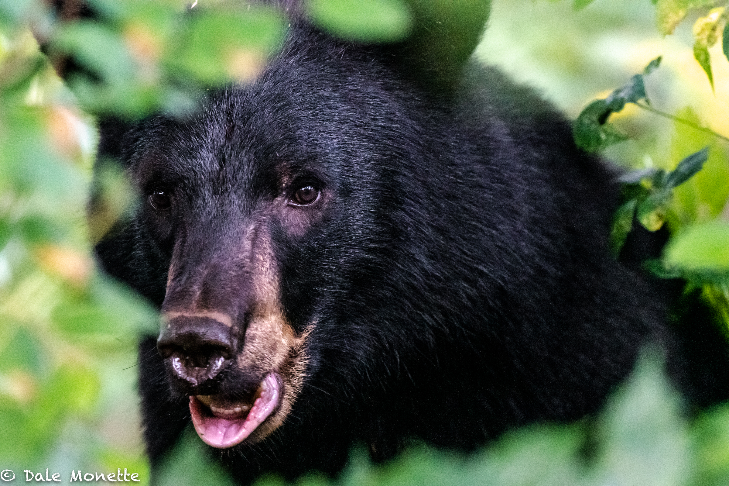   I was paid a visit by a black bear that came bumbling out of a thicket 40 feet from me standing along a beaver pond. He looked and me, I looked at him, I took 2 photos and off he sauntered, none the worse for wear ! We locked eyes and he didn’t see