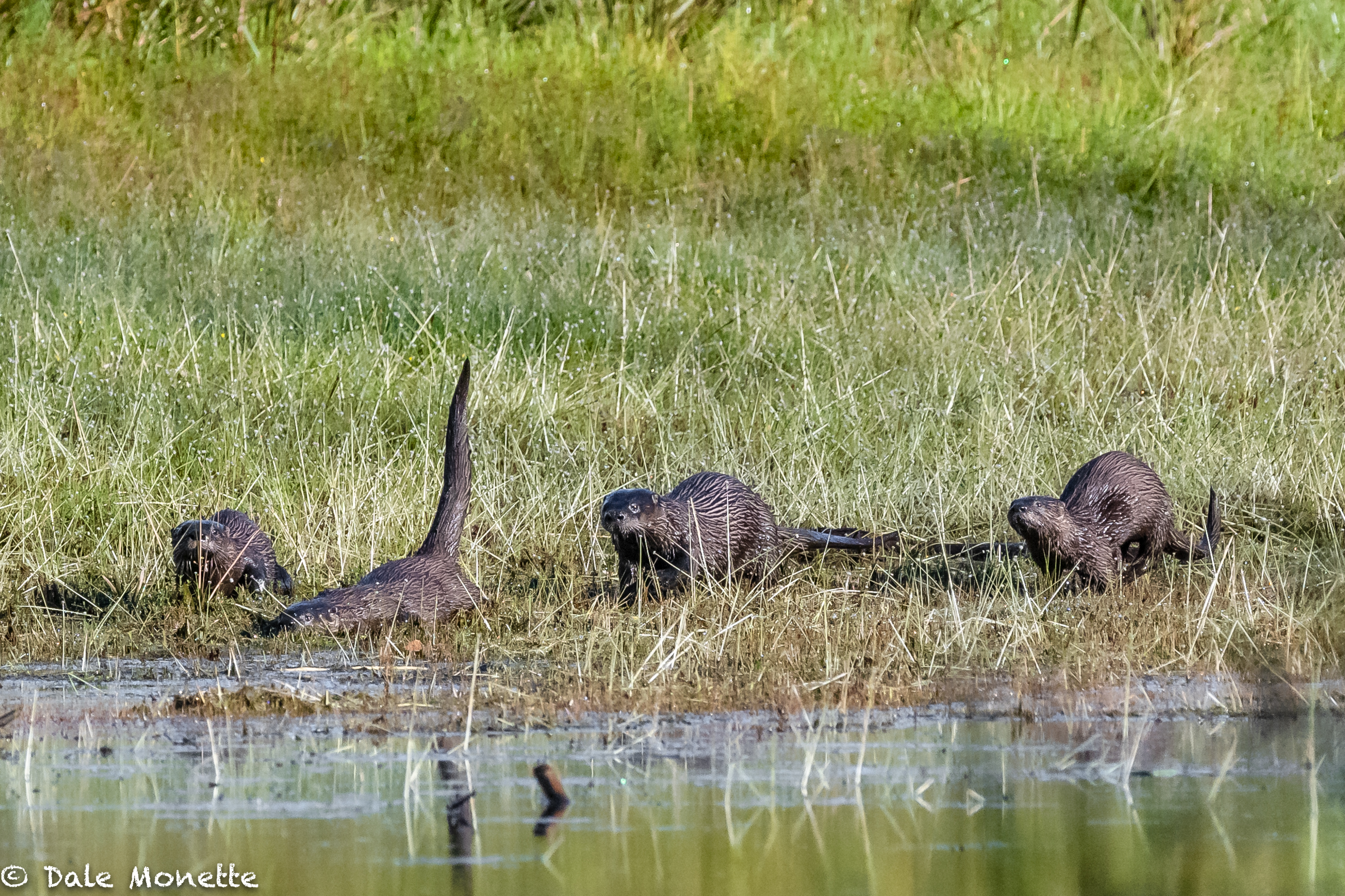   I’ve seen these 4 otters before. They are a family but today they spent 35 minutes hanging out in front of me and was loads of fun to watch. I never get to watch a family that long so this was a real treat.  