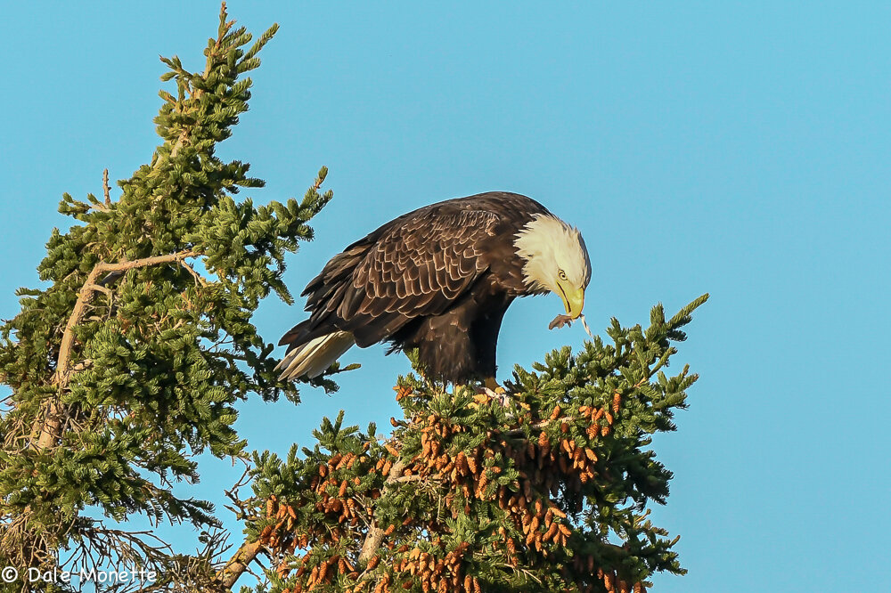   An adult bald eagle ate his breakfast of fish right behind my cottage on Cape Breton Island this morning.  It was fun to watch. Crows kept him on his toes, err talons!  