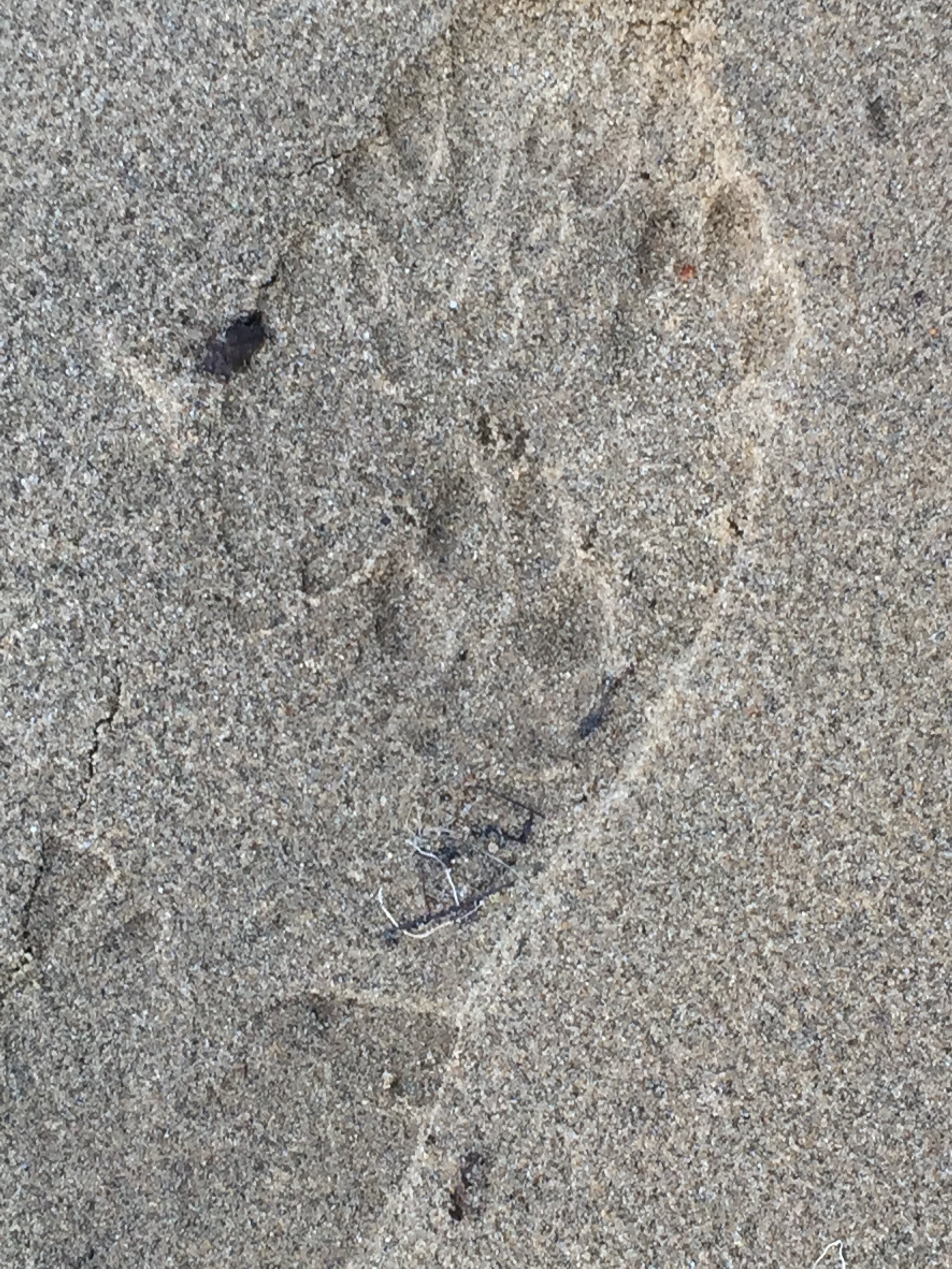   A pair of coyotes walked up behind me this morning and I never saw them in the dense fog.  The reason I know they came along was because they stepped IN my footprints I found on my way out.…  