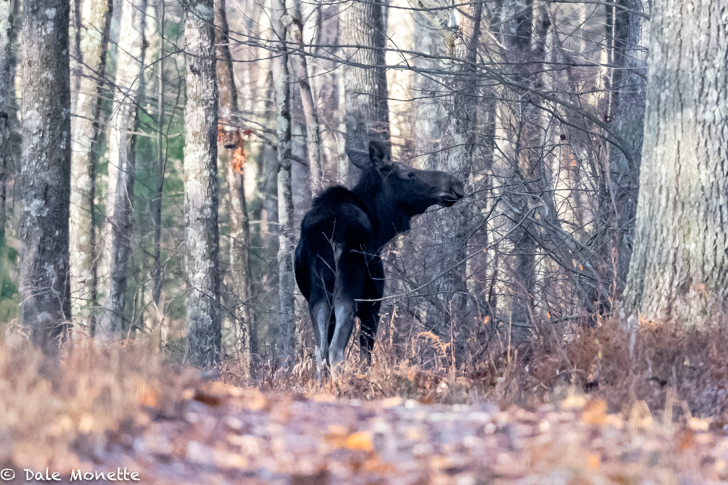   As I hiked around the corner last week a big black 7 foot high female moose was browsing along the side of the trail. I watched her for  about 15 minutes from about 125 yards away before she slowly wandered into the woods. It made my day!  