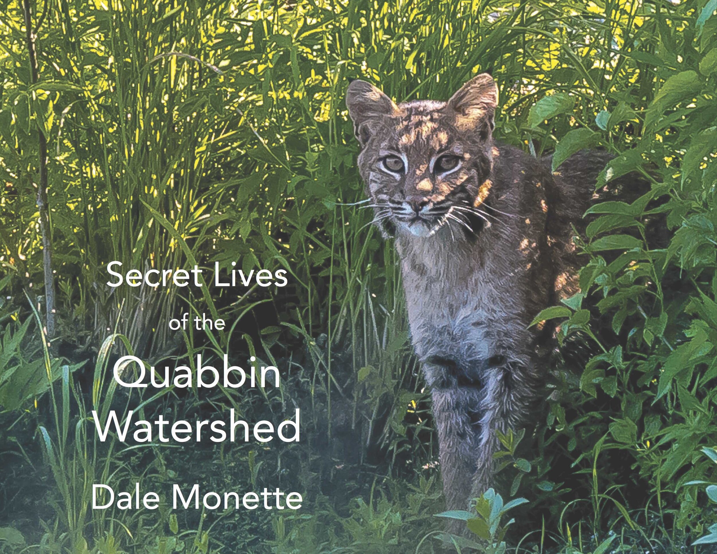   The Secret Lives of The Quabbin Watershed is a book that took a total of 4 years of my life to produce. The Quabbin Reservoir is a man made reservoir that is approximately 87,000 acres in size and supplies clean, unfiltered drinking water to 48 com