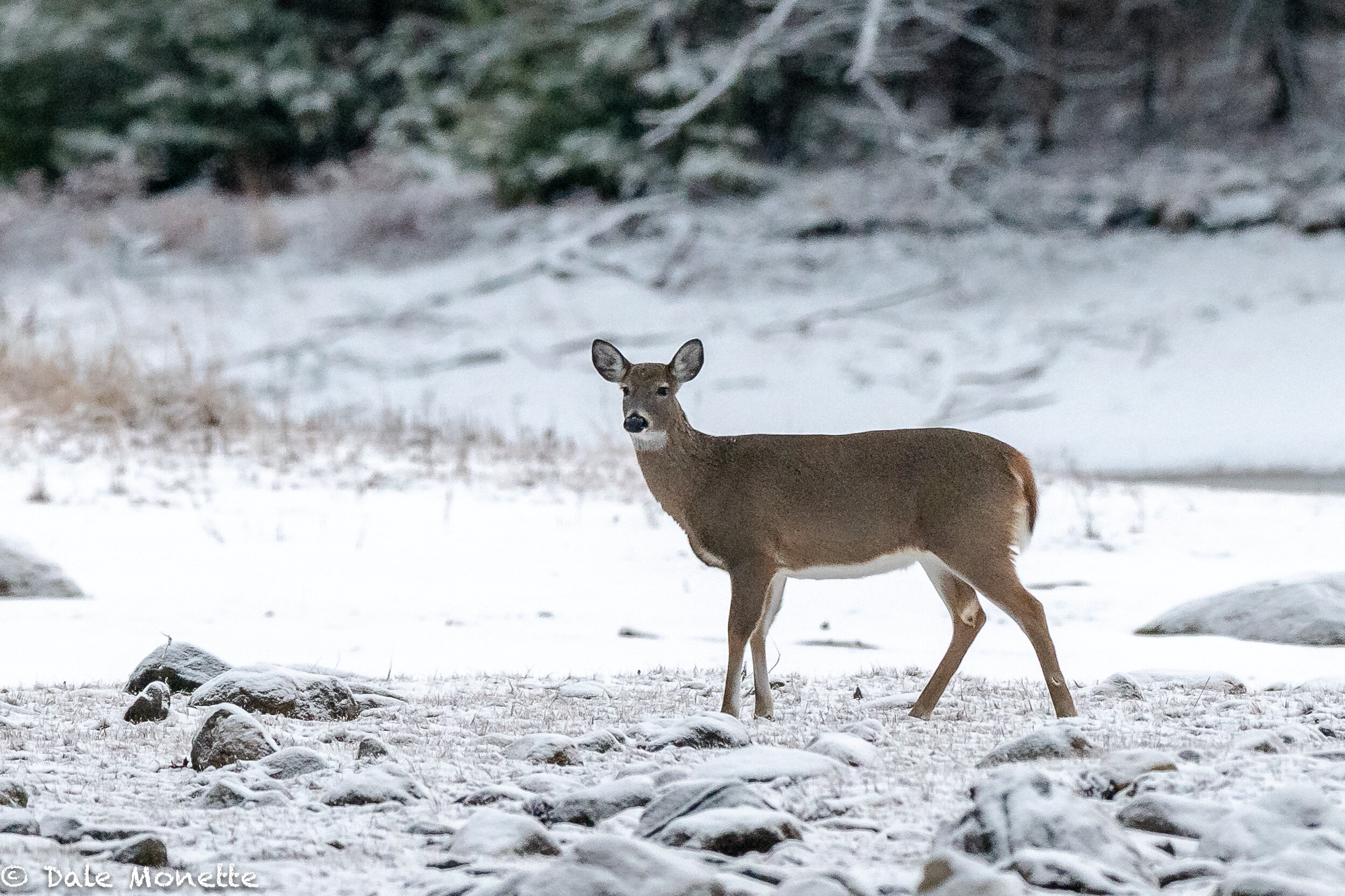   Looking for something to eat  on a bleak early winters morning this doe wanders the Quabbin shoreline.  