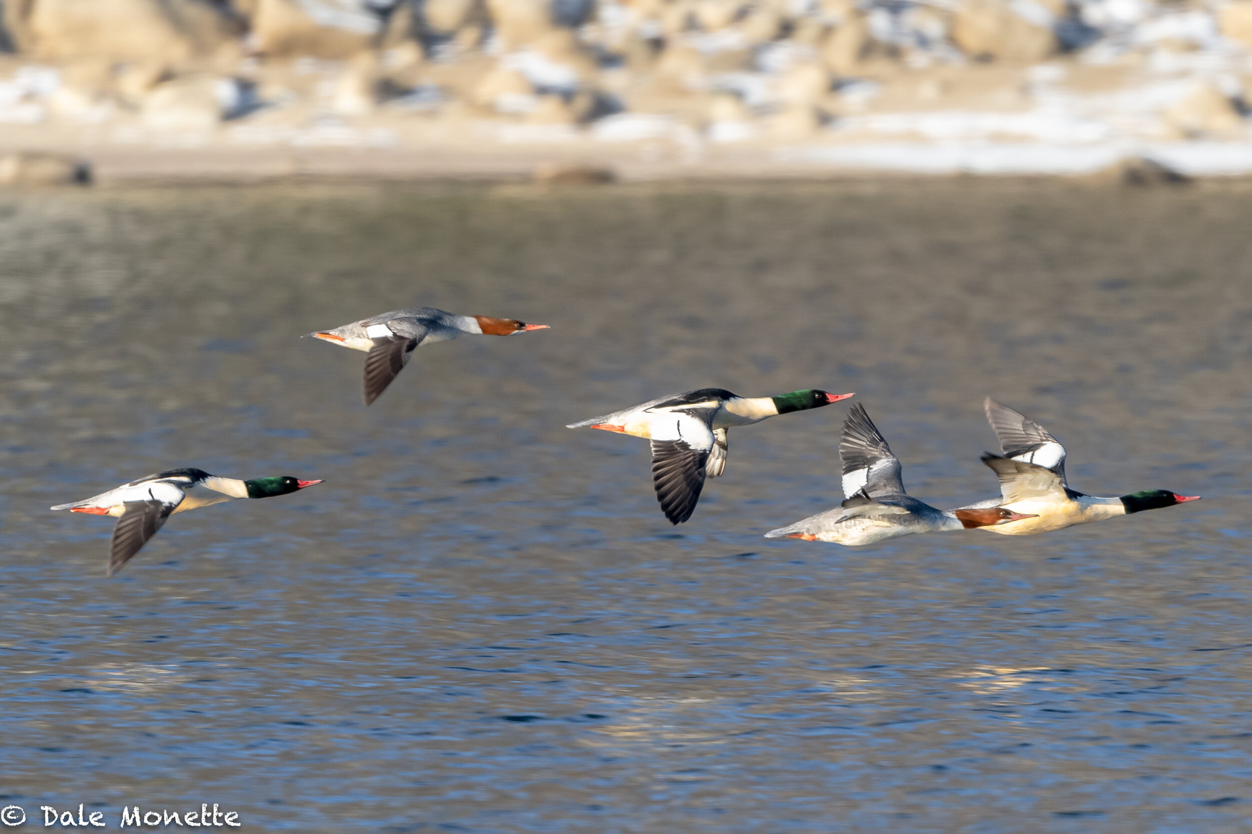   Common mergansers zipping along the shoreline of the Quabbin Reservoir one day last week…. they remind me of jets in formation.  