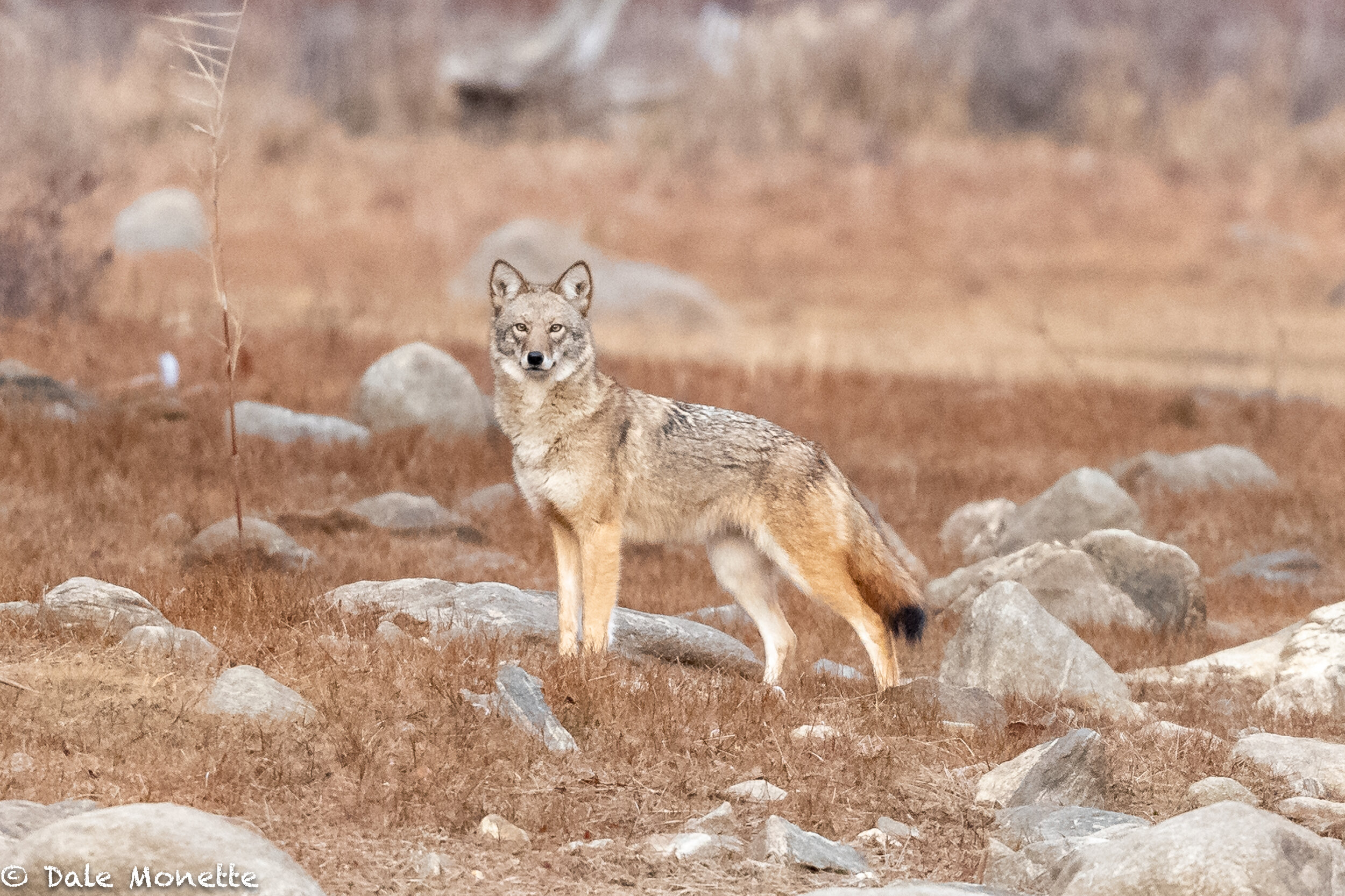   Today I watched as 2 coyotes followed 4 white-tailed does into the woods from the Quabbin Shoreline.  Here is a coyote  Ive not seen before trying to figure out where the clicking tree is ? :)  