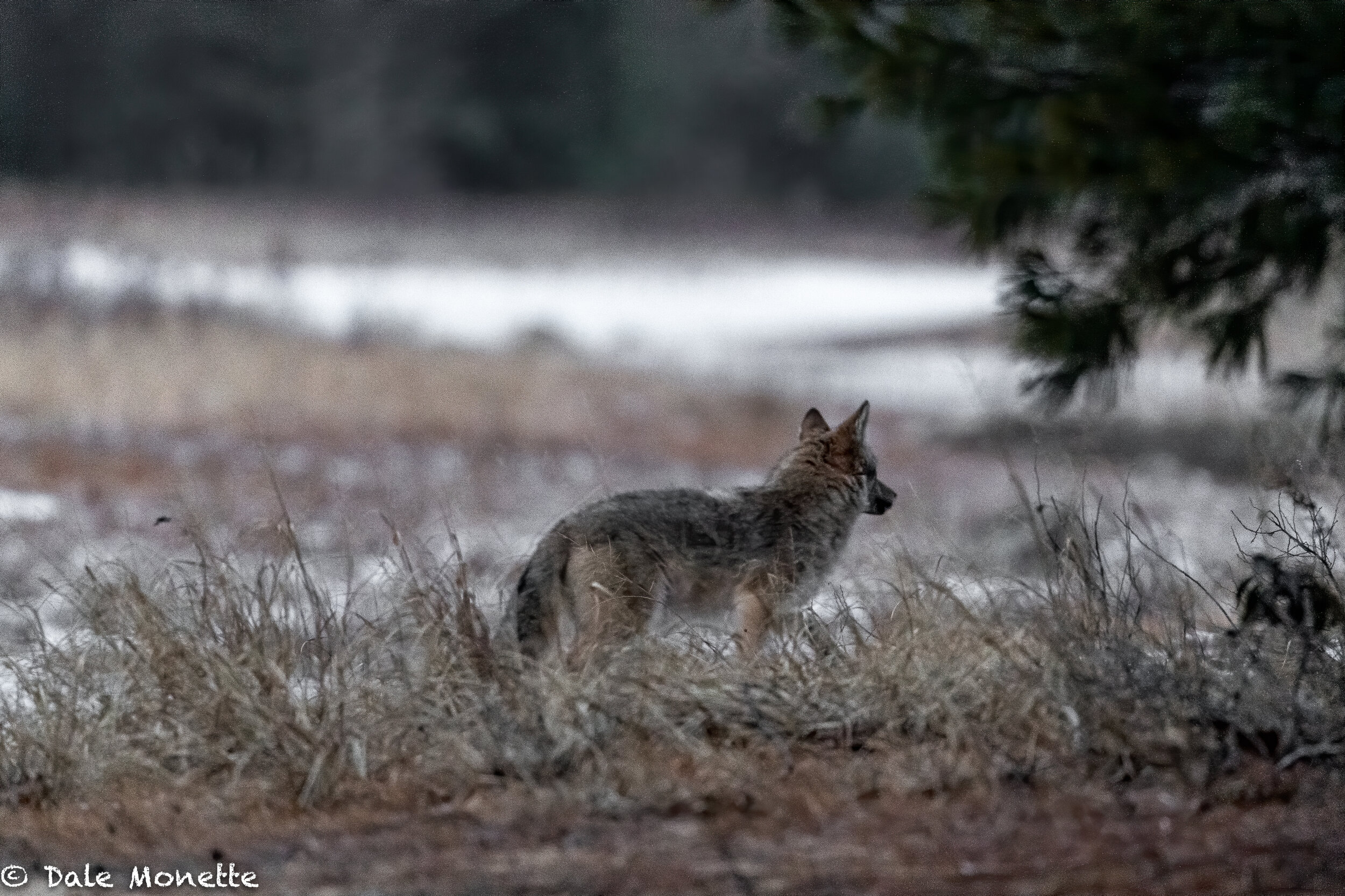   The same coyote you just saw, on an earlier day  again caught me by surprise before 7AM …. he was gone like the wind when I moved to look thru my cameras viewfinder.  