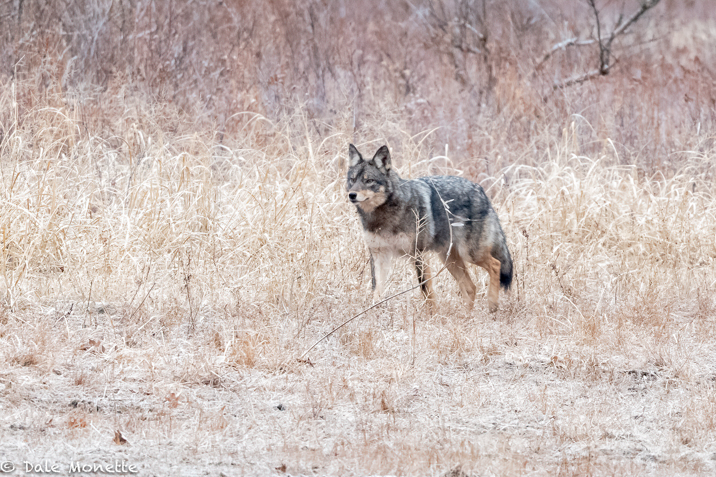   Early one morning in early January I spotted this dark brown coyote hunting along the shoreline of Quabbin. He was moving so fast I. was able to catch 3 images of him. A great animal for sure.  