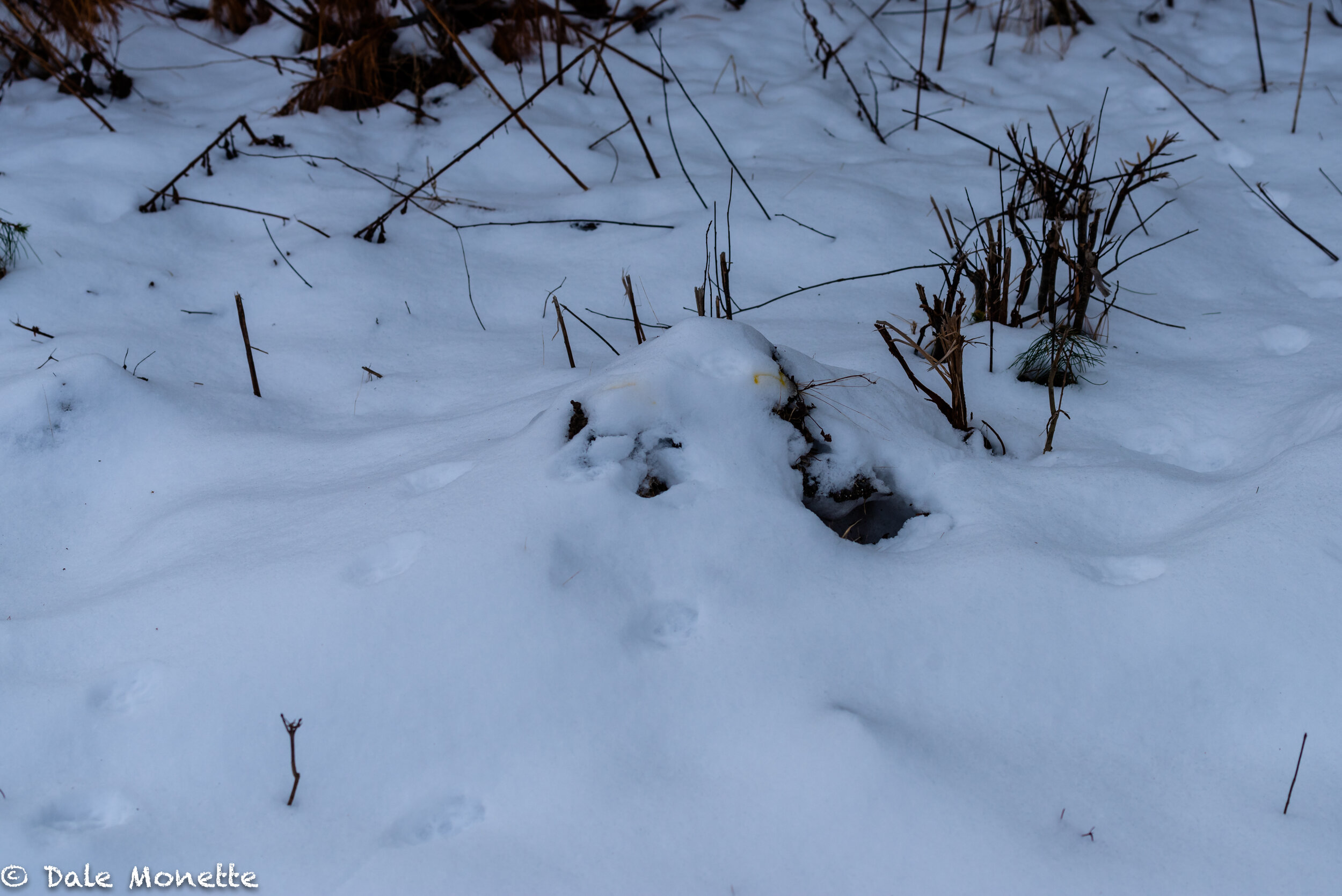   Don't eat yellow snow ! I found this bobcat territory scent marking this morning. I think the cat was really close to me to still have such a fresh looking marking in the snow. Not something I see every day however, tracks galore out that way... No