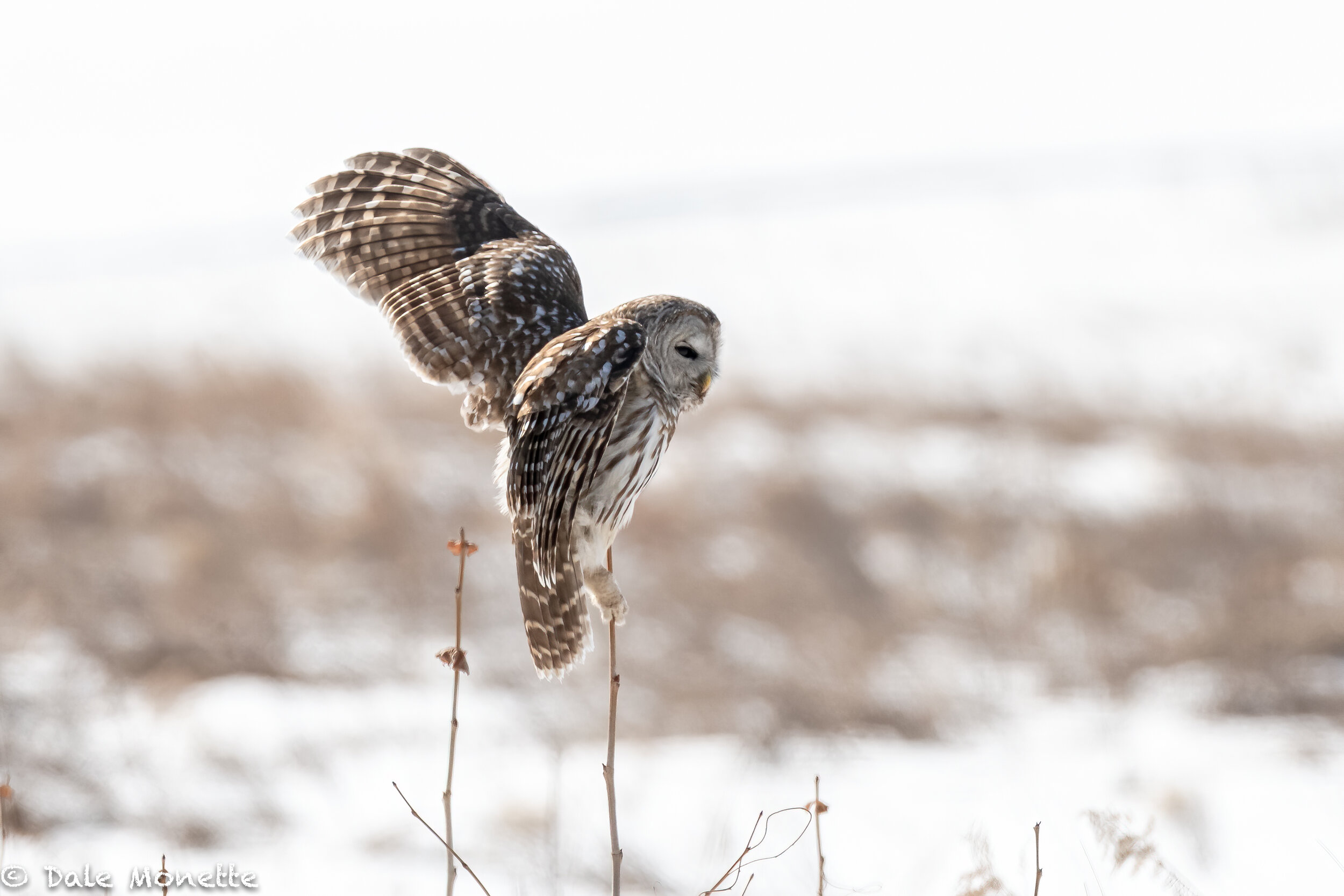   A photo of a barred owl from last year when they were everywhere. One of 2,000 I took but did not post.  