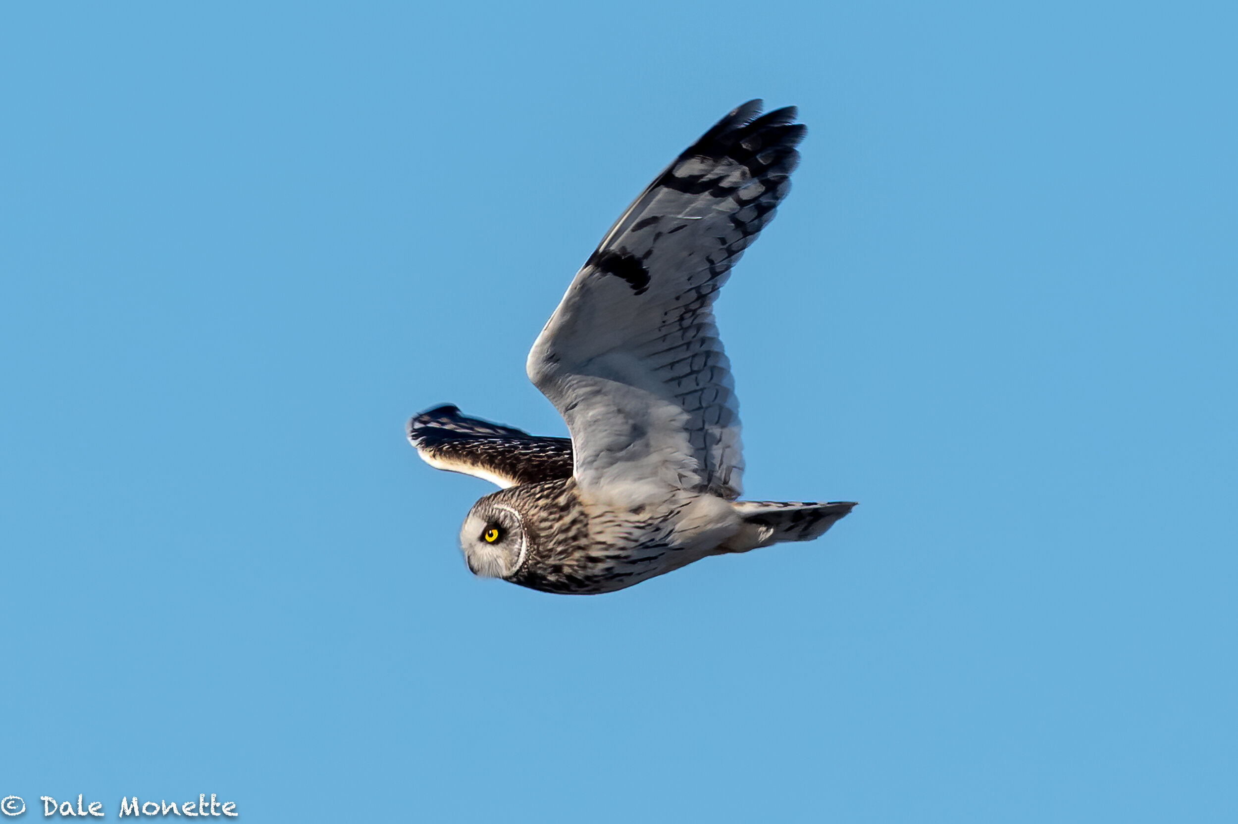   Short eared owls are spending some time down along the Massachusetts shore line this winter. They are Arctic Circle owls and like snowy owls they sometimes show up here. I saw 2 today north of Boston and here is one of them.  