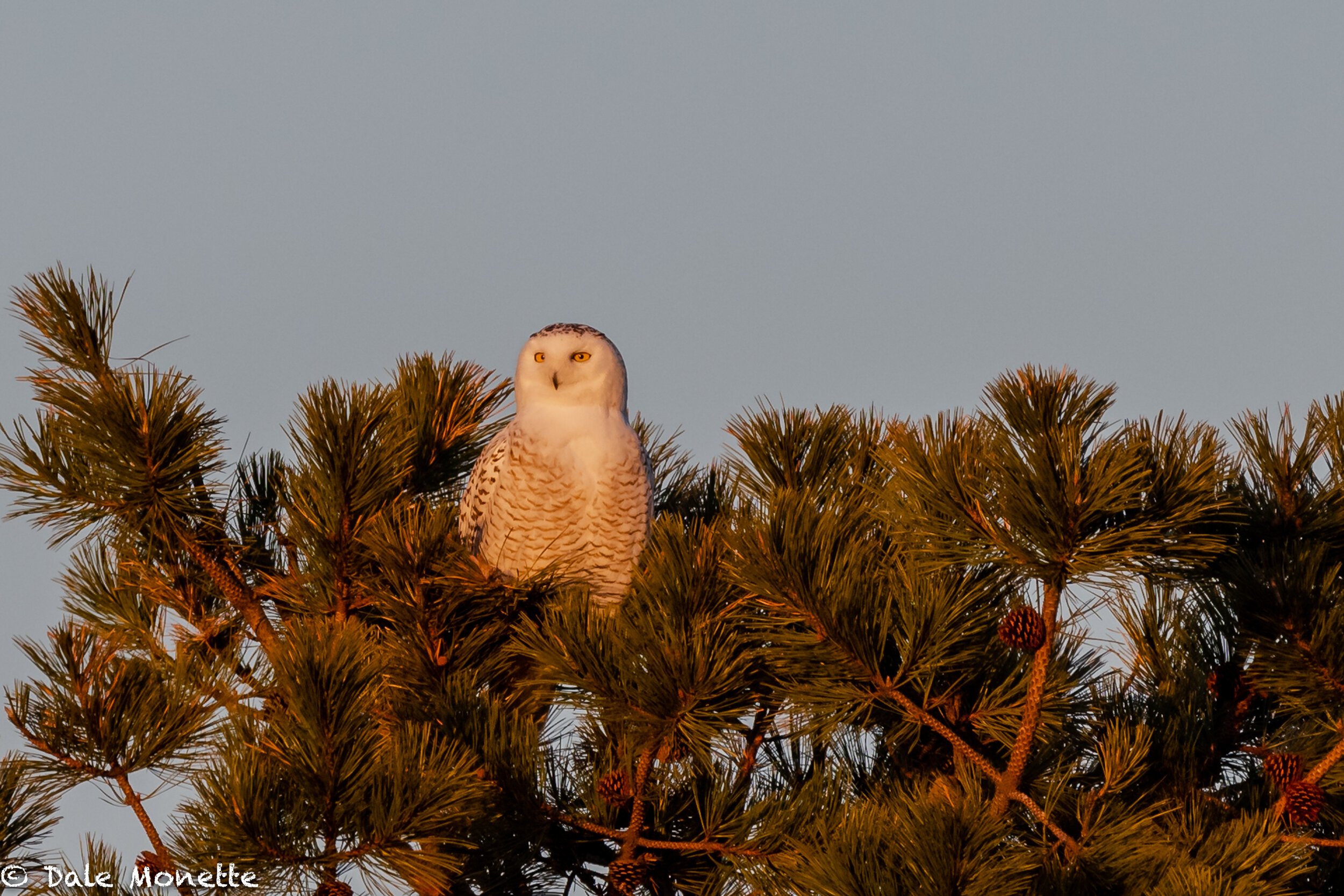   A snowy owl sits in the glow of the sun set at Parker River National Wildlife Refuge in Newburyport, MA in late February. Also there this winter are 4 short eared owls, one is next on this page.  