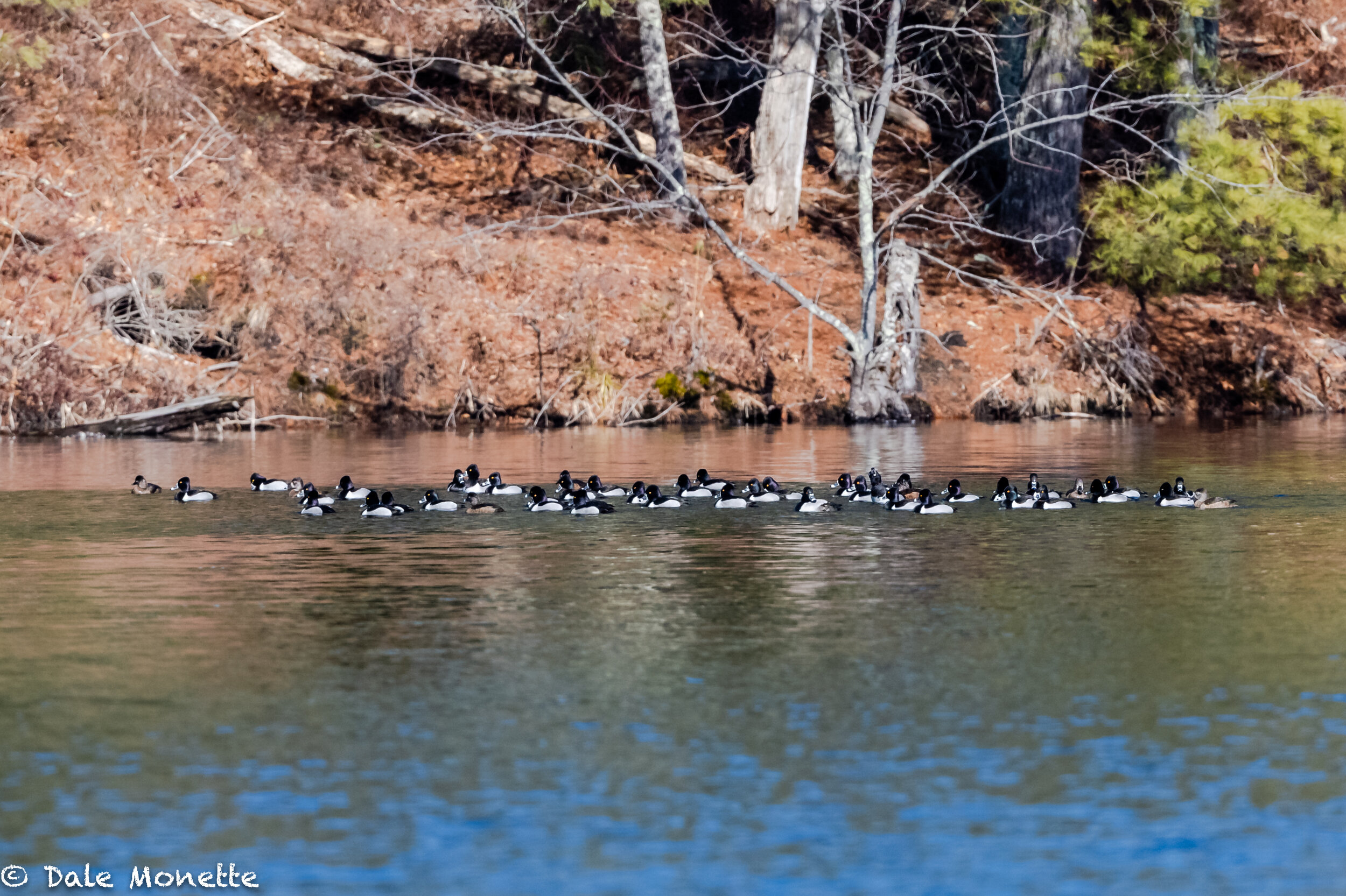   Ring neck ducks set down in the northern Quabbin for a break from migration. I can along and took their pictures !  heh heh !    