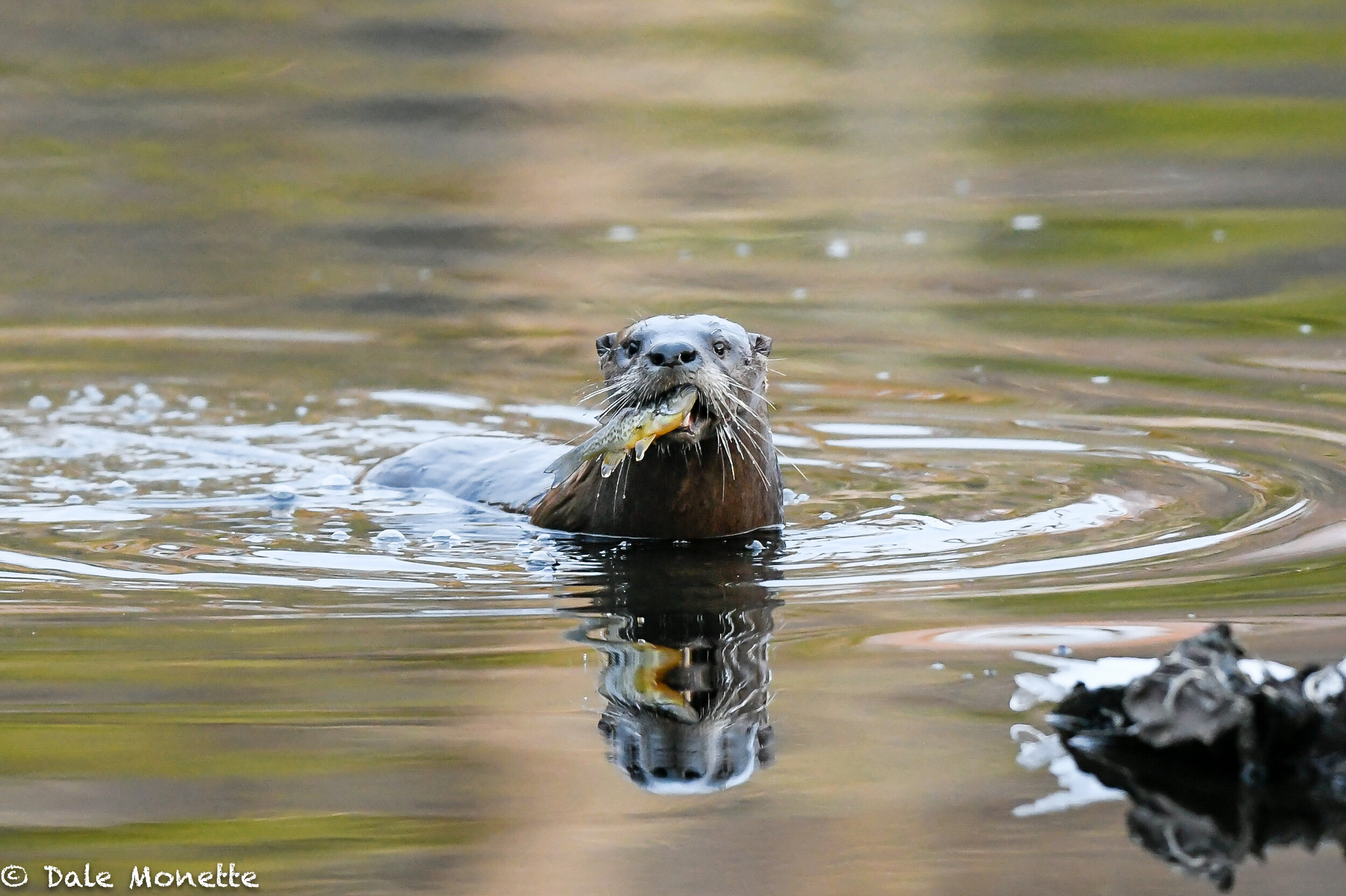   Its the time I like the best of all year…otters on the ice !  This otter appeared in front of me with a sunfish in its mouth and proceeded to scarf the full fish down in about 3 minutes.  I love these guys…  