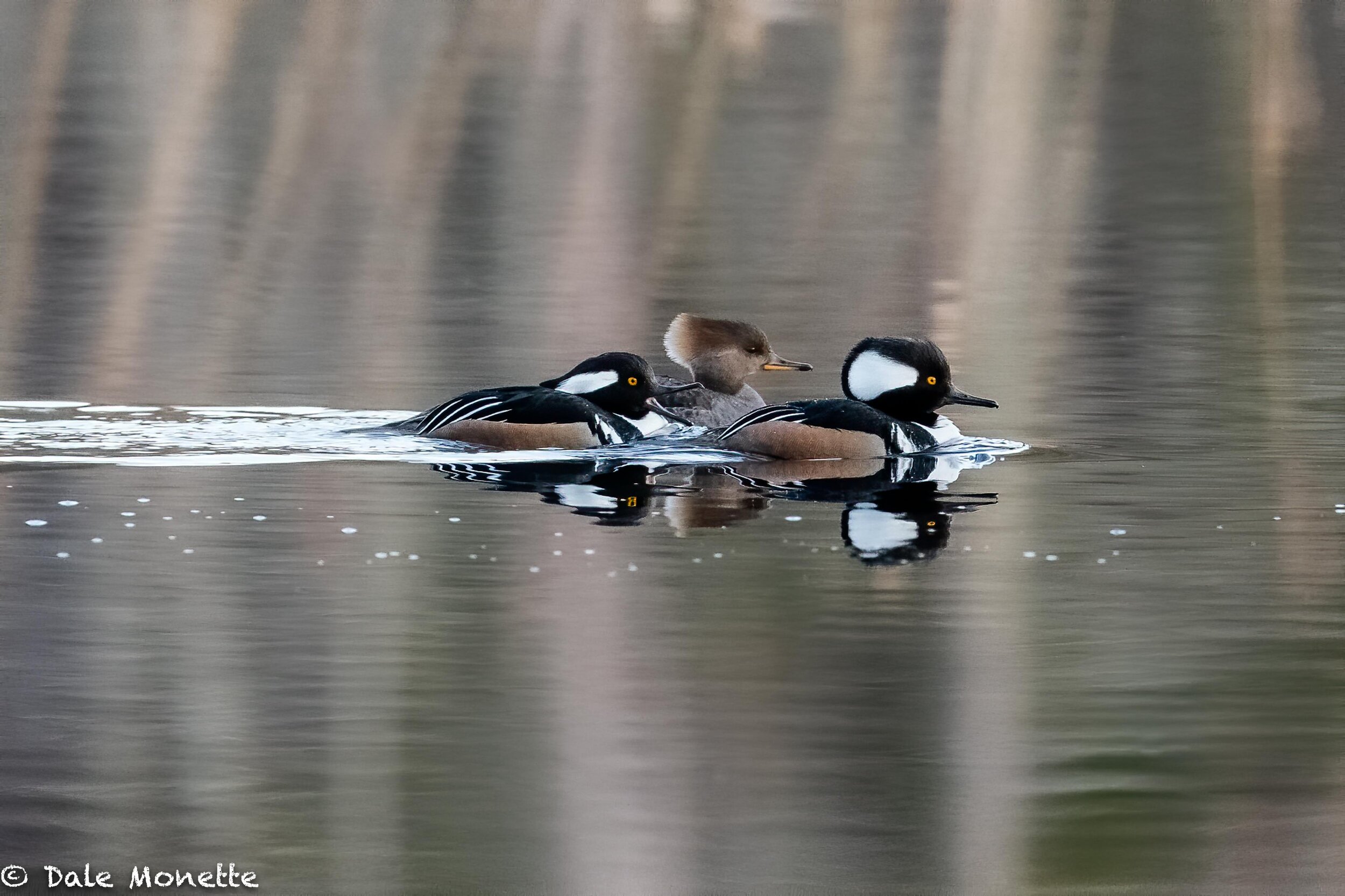   To me, every day is Christmas.  I never know what present Mother Nature will send me.  Today it was these cool littlet hooded mergansers cruising a beaver pond.  