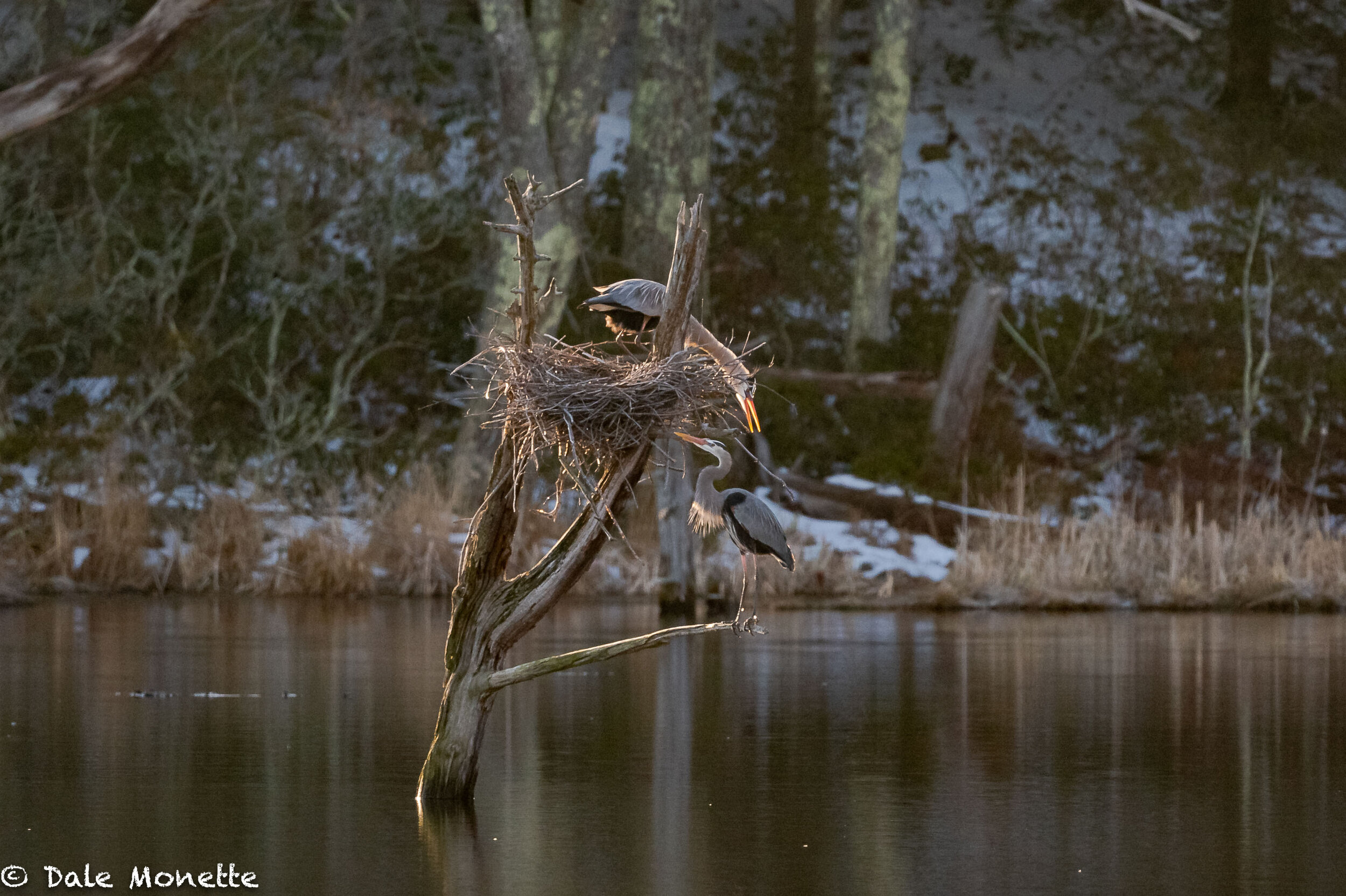   My favorite day in early spring is when the great blue herons arrive at the local rookery. The guys were here for the first time this morning (3/25/20). The other local rookery still has no tenants yet !  Any day now though.   