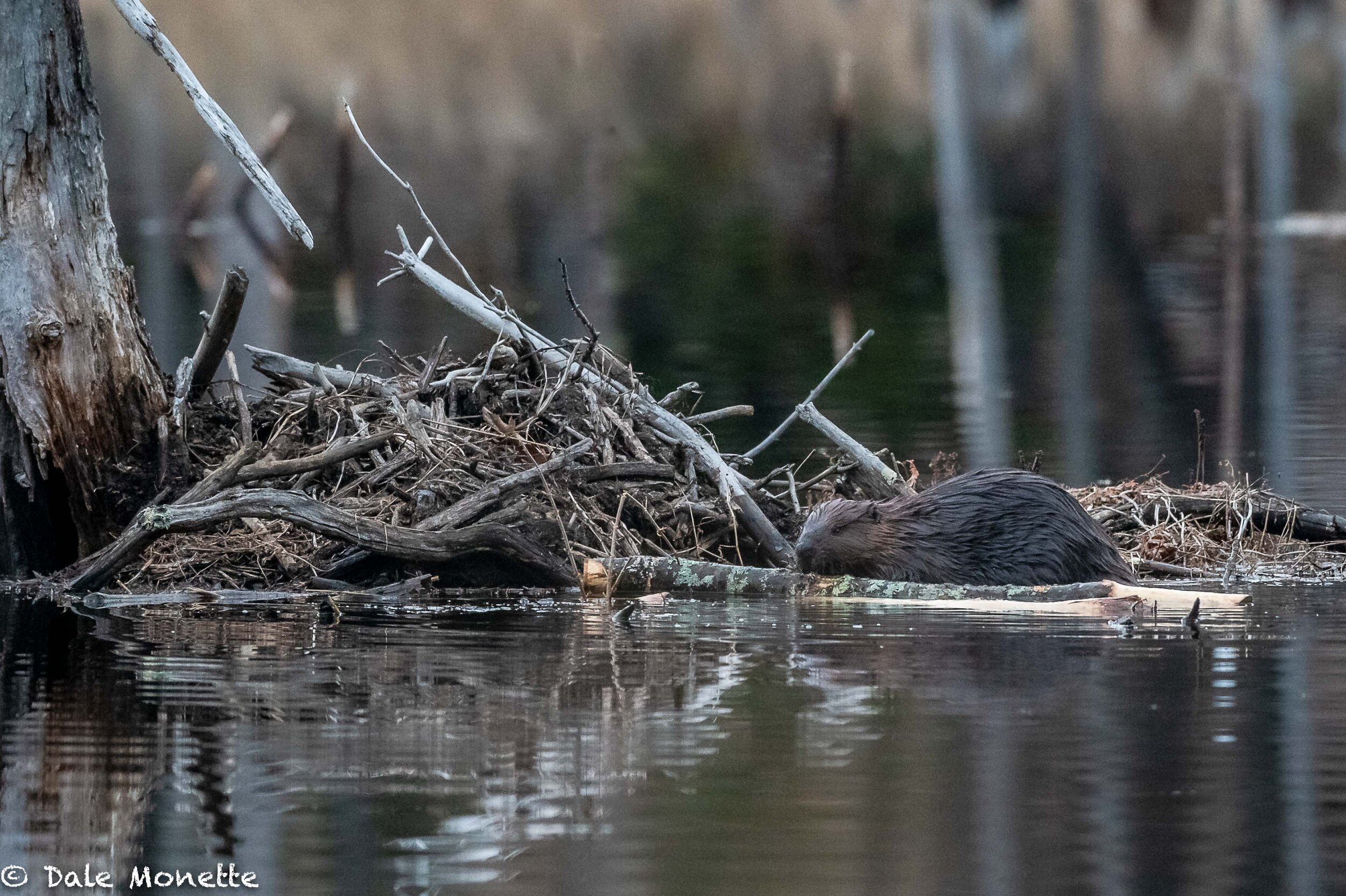   Although this beaver looks like he’s bitten off more than he can chew. He will come back again and again, or drag it to stash on their lodge.  