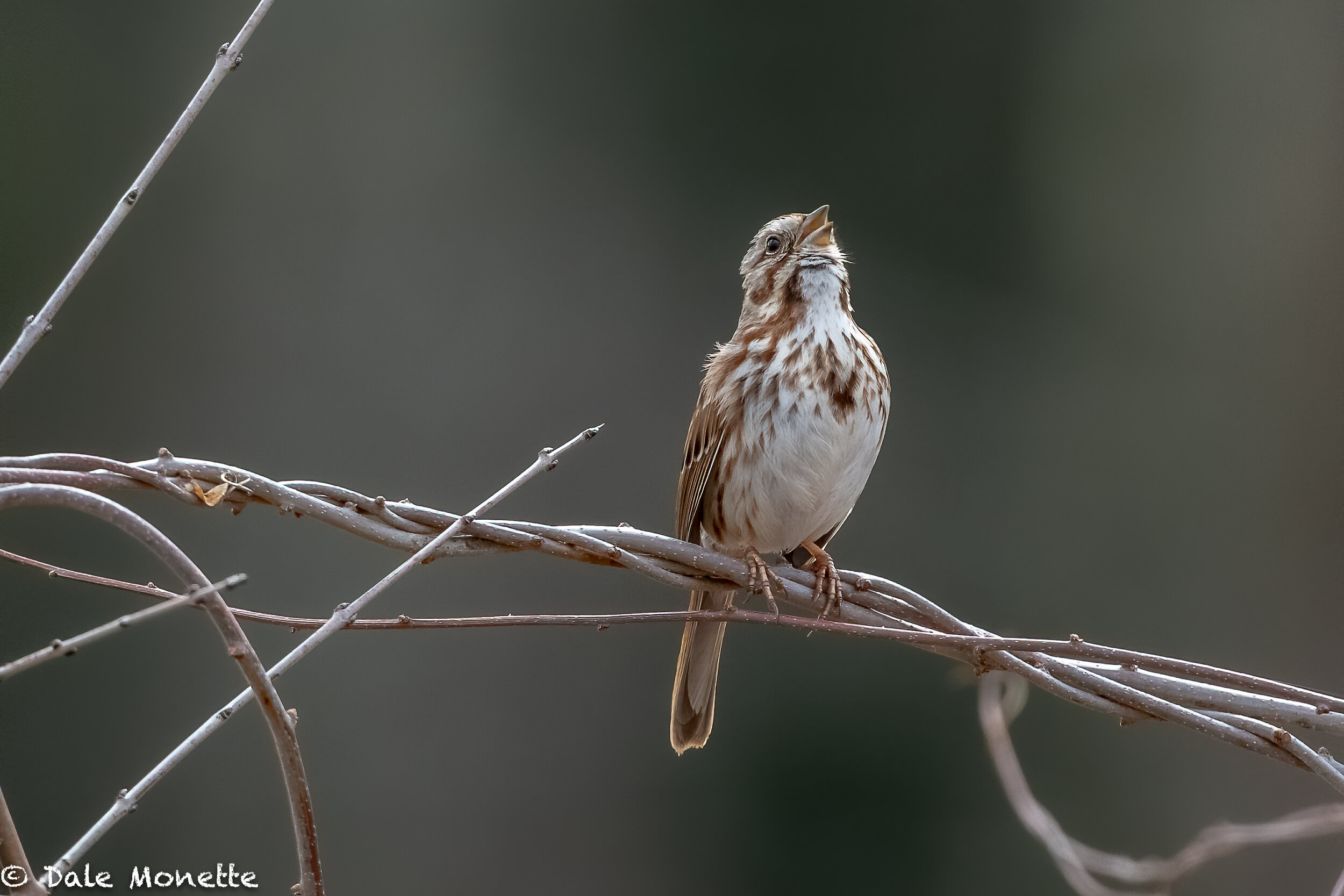   It’s great to have song sparrows back and singing !  