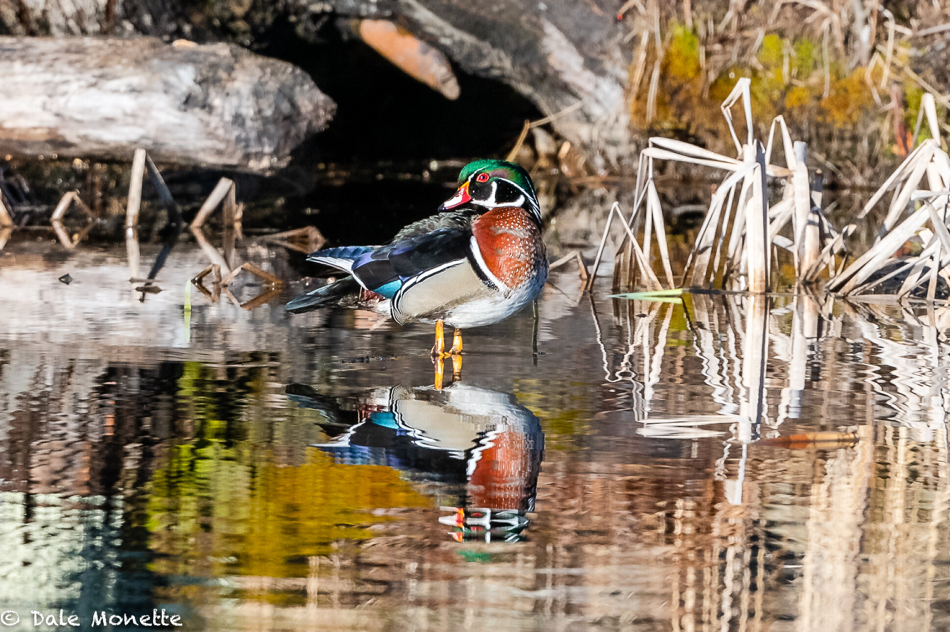   I found an Easter wood duck today and the lighting was perfect, and the duck actually stayed in one place for more that 10 seconds !!    