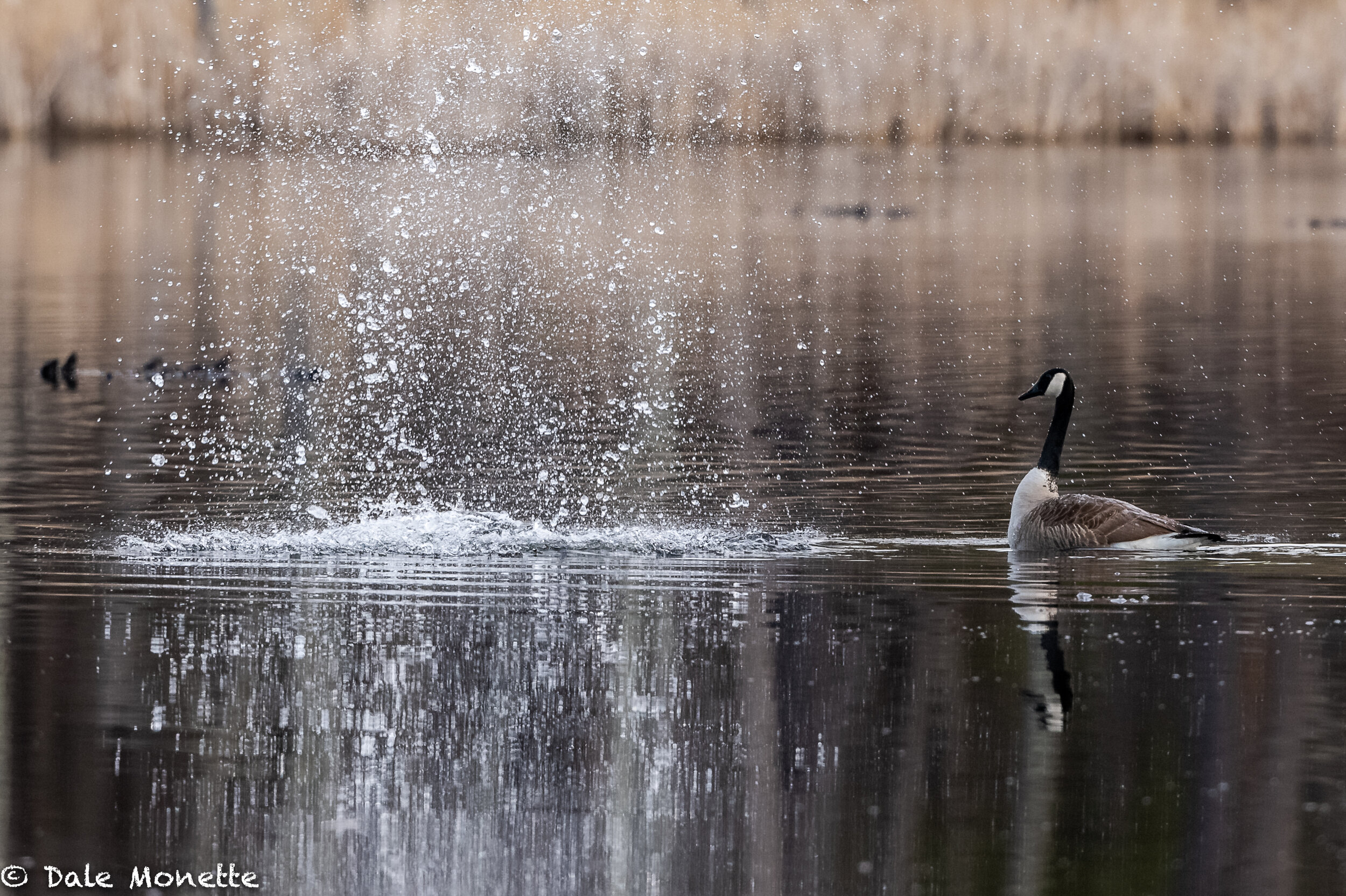   The goose just took it!  There is lots of power in a tail slap and the water sprays upwards of 15 feet. If you look closely you can see the beavers head just in front of the goose…    