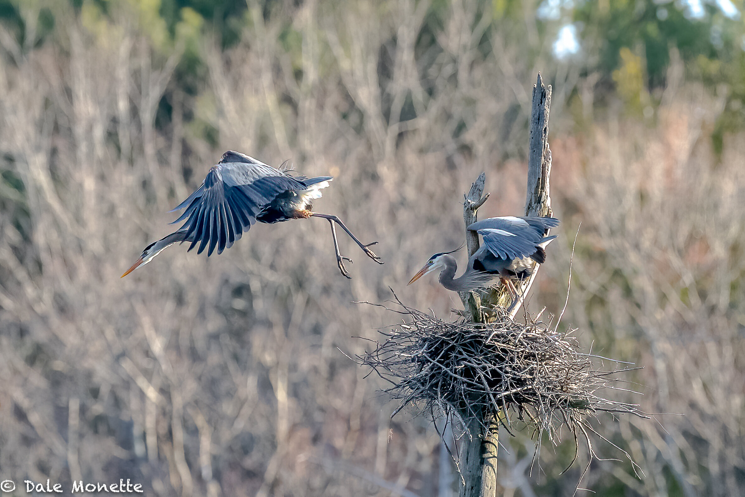   My favorite pair of great blue herons are finally back in their swamp.  I was getting worried as they were 2 weeks later than usual…worried but relieved to see them again !    