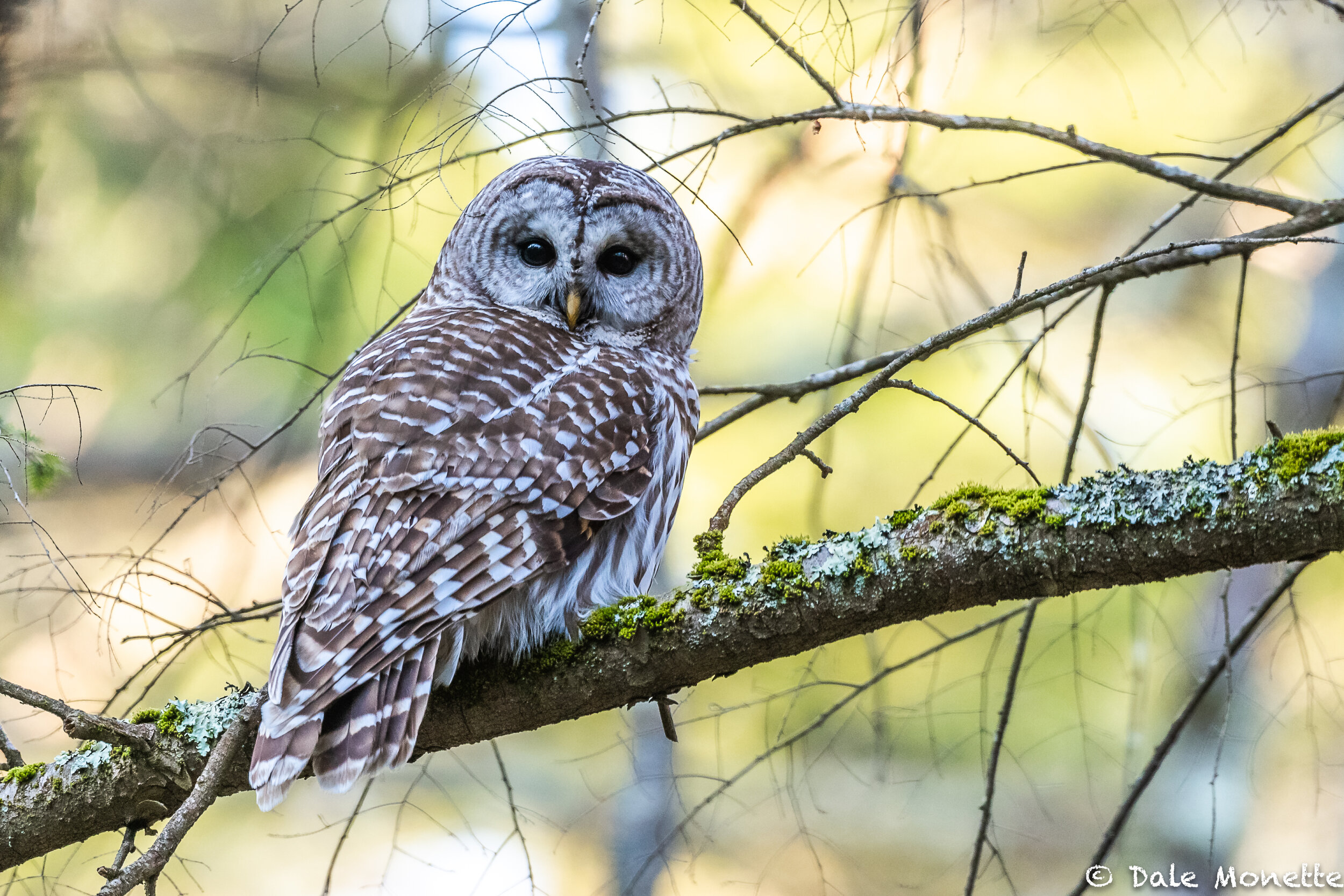   This wonderful barred owl flew up in front of me this morning giving me a surprise.  It was better than having the black bear, upcoming in these pictures,  jump in front of me.!!  