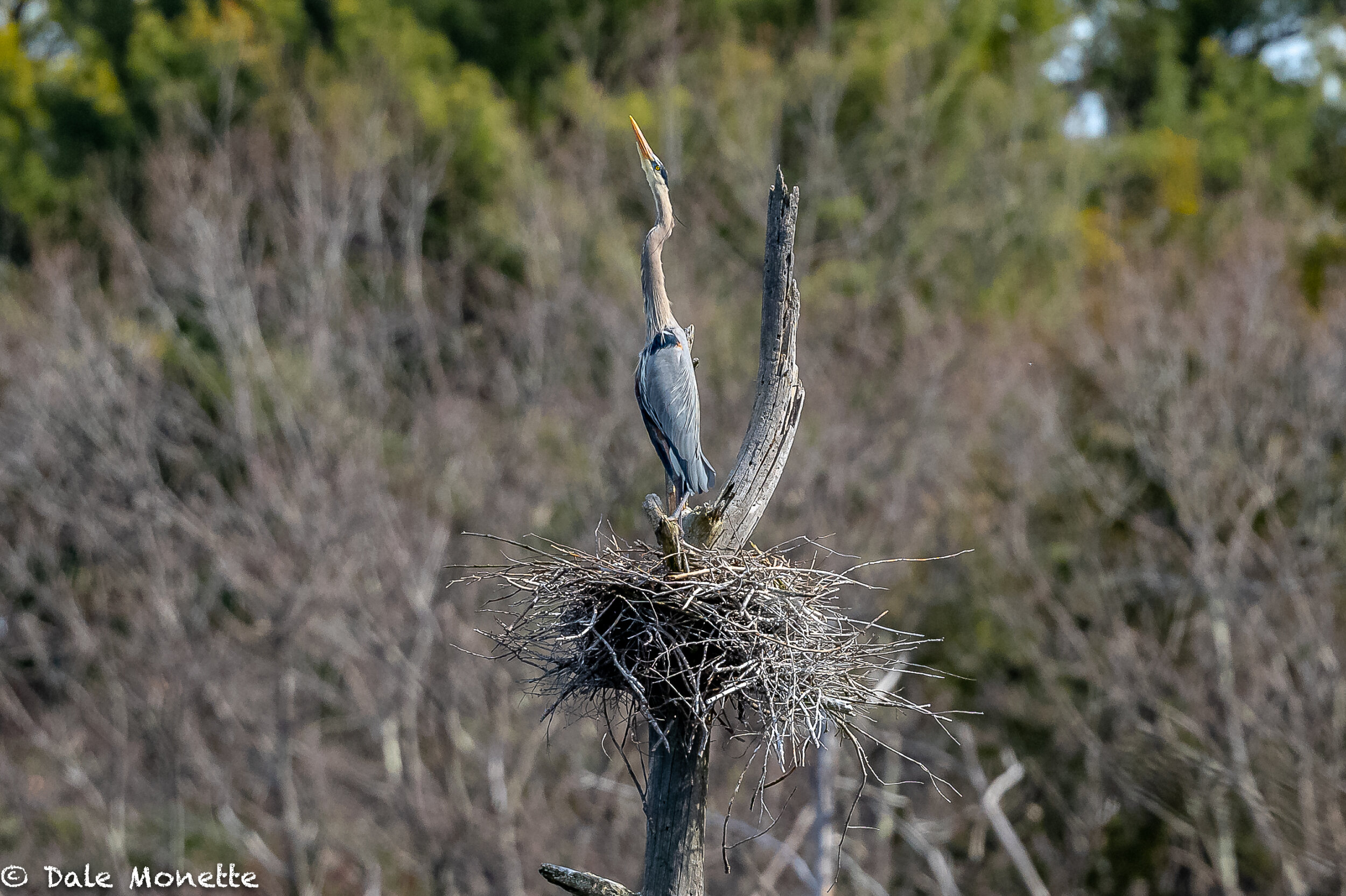   Great blue herons have a special vertebrae in their neck that lets them do stuff like this. It also aids them in swallowing large fish and frogs.  