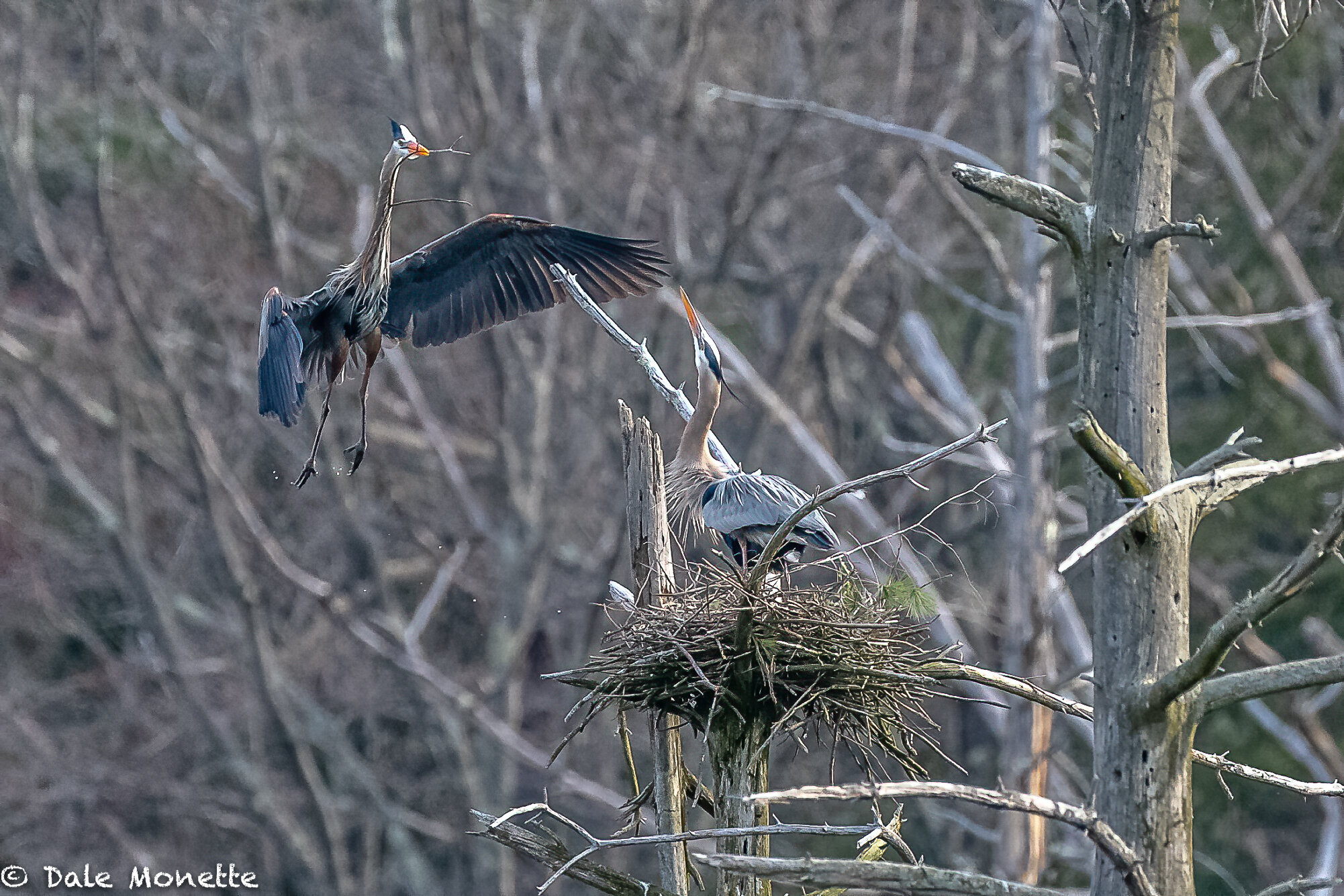   I’ve been watching great blue herons building their nests back up after a long windy winter. They are fun to watch as the males rip the twigs and sticks up from the shoreline and deliver it to the female who places it in the nest.  