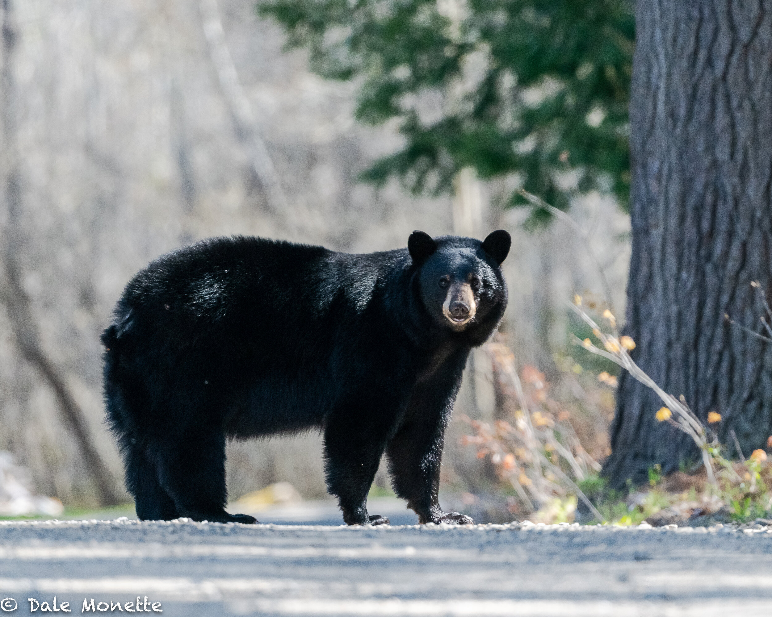   A nice find this morning. A black bear with 3 cubs stashed in the woods….  