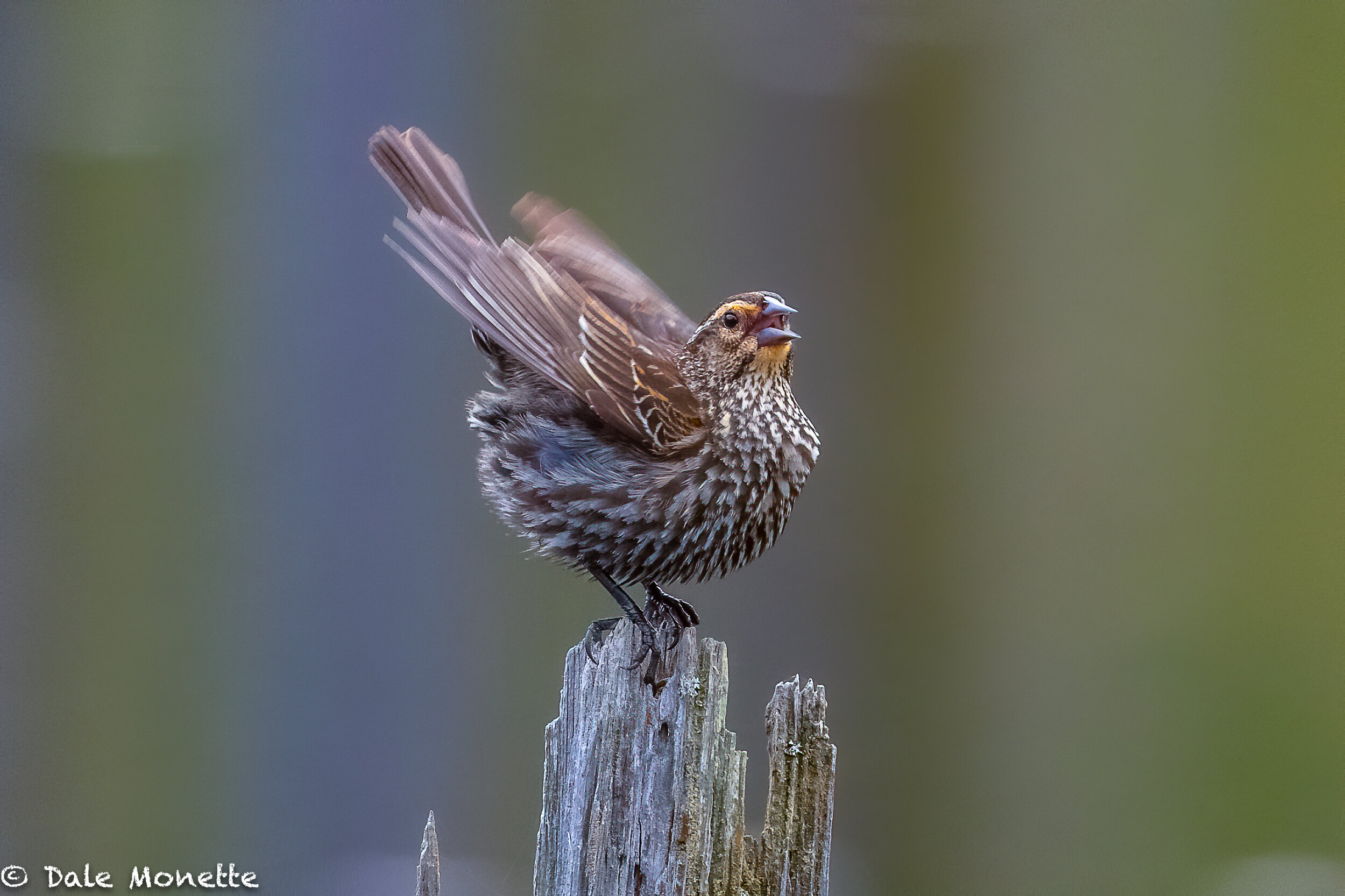   This female red-wing blackbird was really busy trying to get the attention of any males that were in the area.  I was lucky she landed  on a stump in the pond about 40 feet in front of me. A piece of cake with a Nikon 500mm , f4 telephoto lens.  