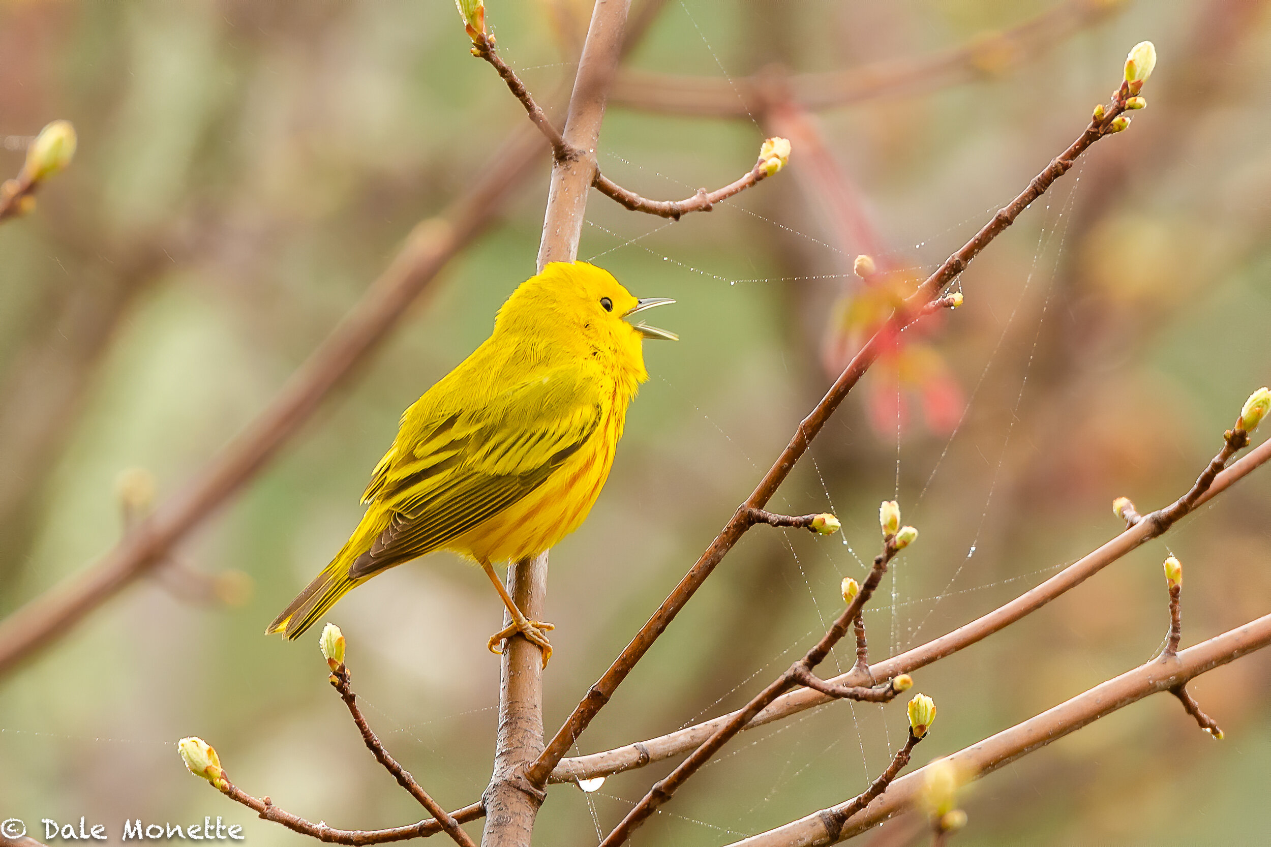  “Sweet sweet so sweet” is the call of the yellow warbler.  These birds are bright yellow and hard to miss along with their song and bright yellow color.  