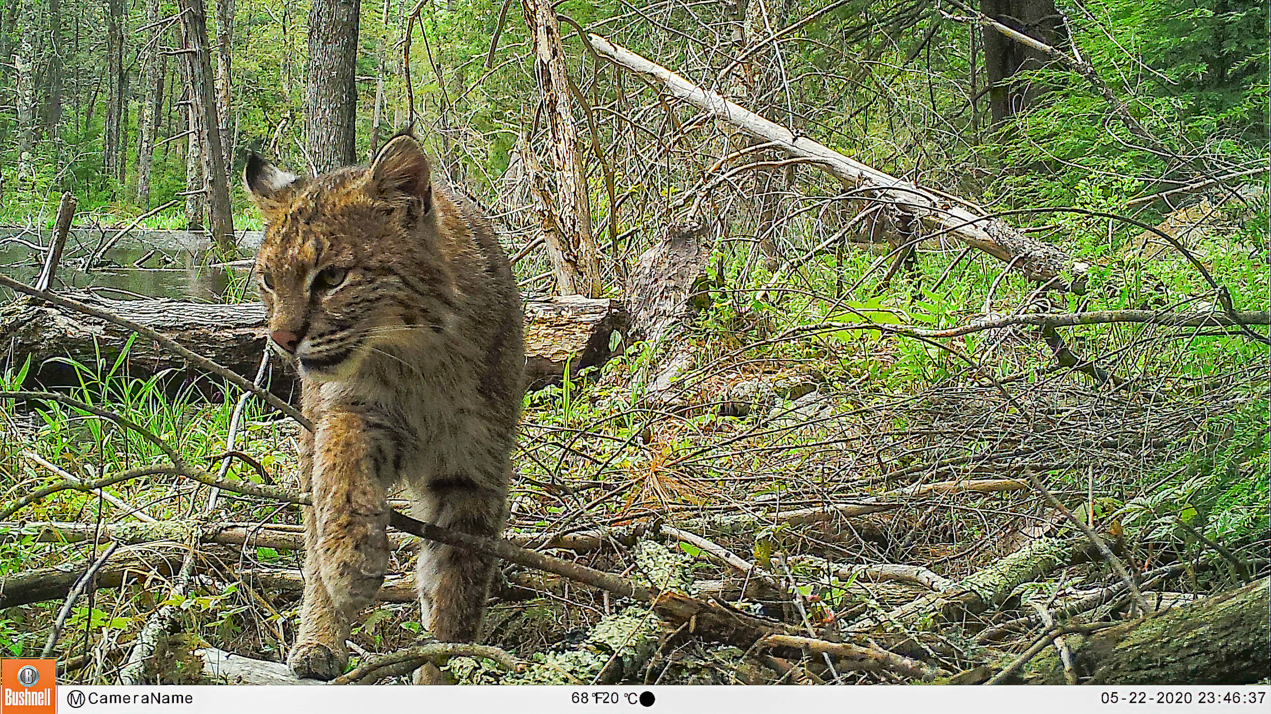   I found what I thought was a perfect spot for a bobcat to cross a pond channel on a log.  I set up the TC and left it for a week…This morning I found this on the camera!  