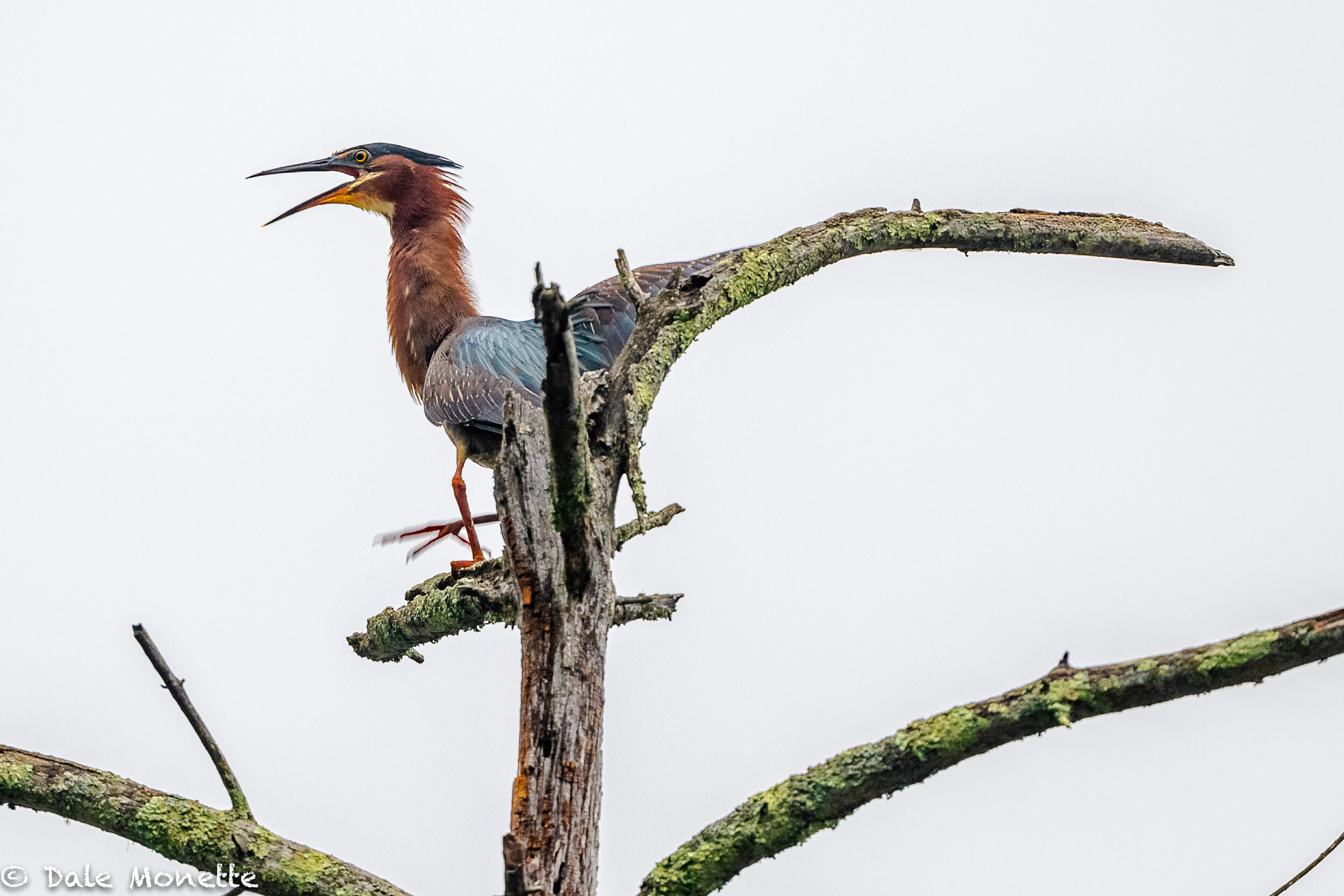 As I was standing along the shore of a beaver pond this morning I was thinking "why haven't I seen any green herons in here this year" ?? Within 3 minutes I looked up and spotted this bird above me