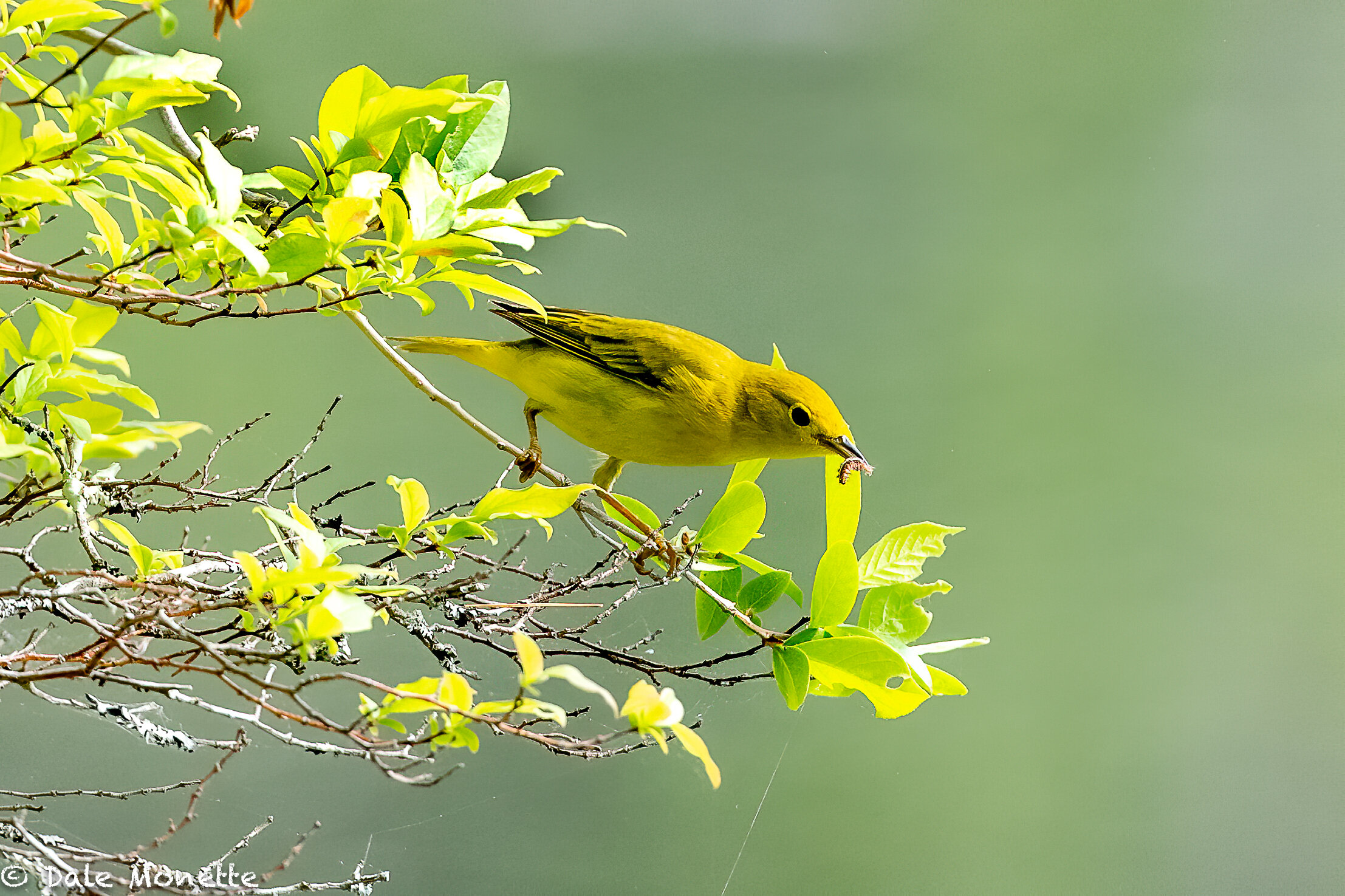   I found this yellow warbler searching for bugs to eat.  I watched as it combed this bush along the shore of a beaver pond. Their favorite habitat.  