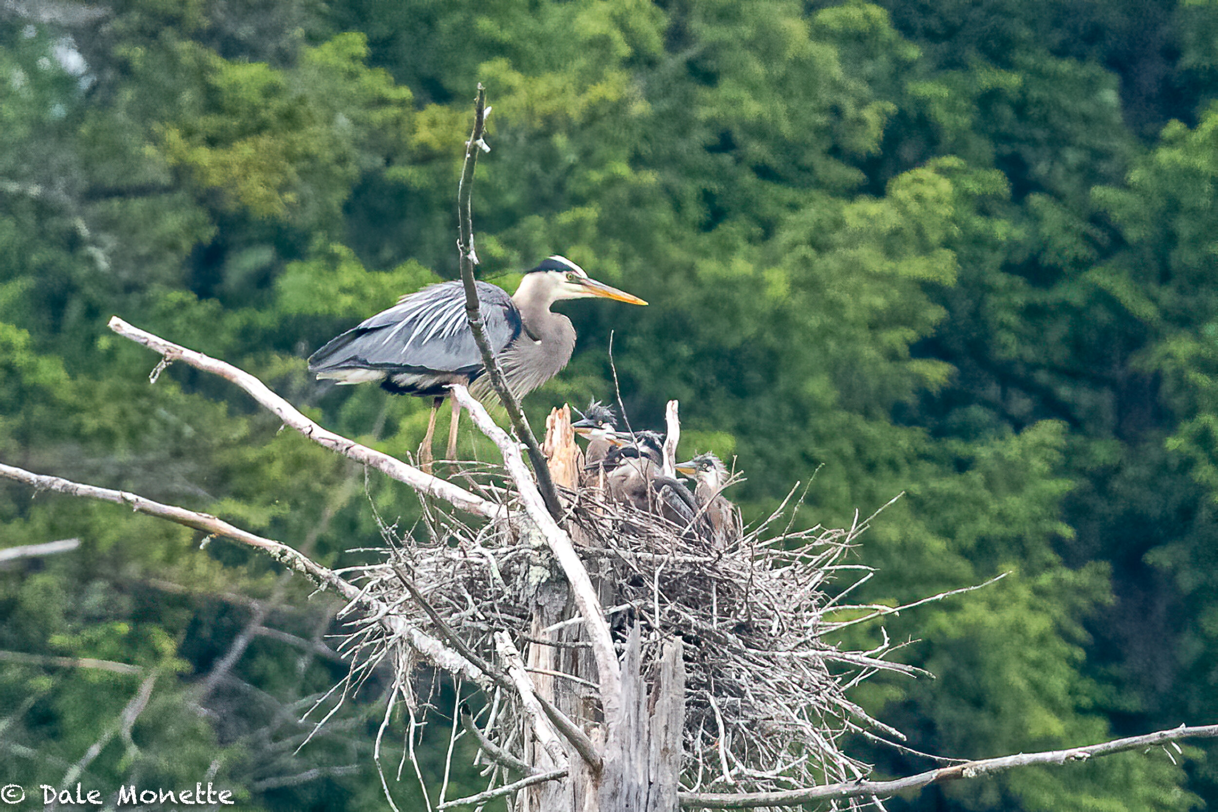   An unusual number of 4 chicks in this great blue herons nest. I’m usually seeing 2 or 3.  