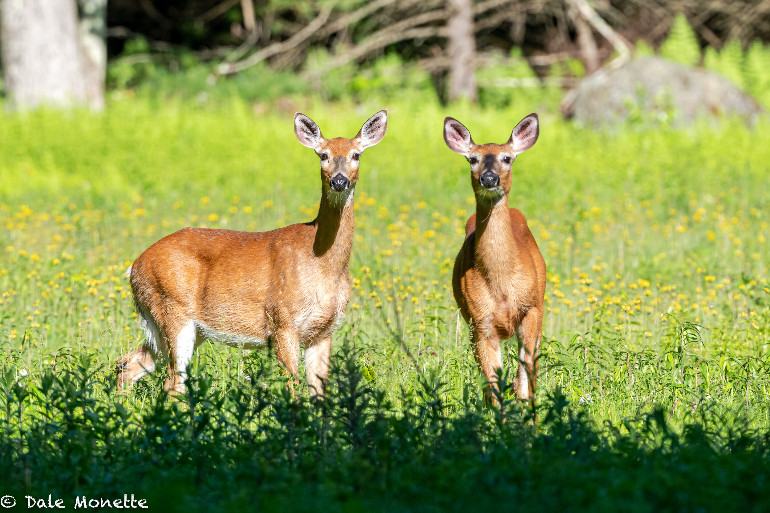   The deer on the right is the pregnant one…..  
