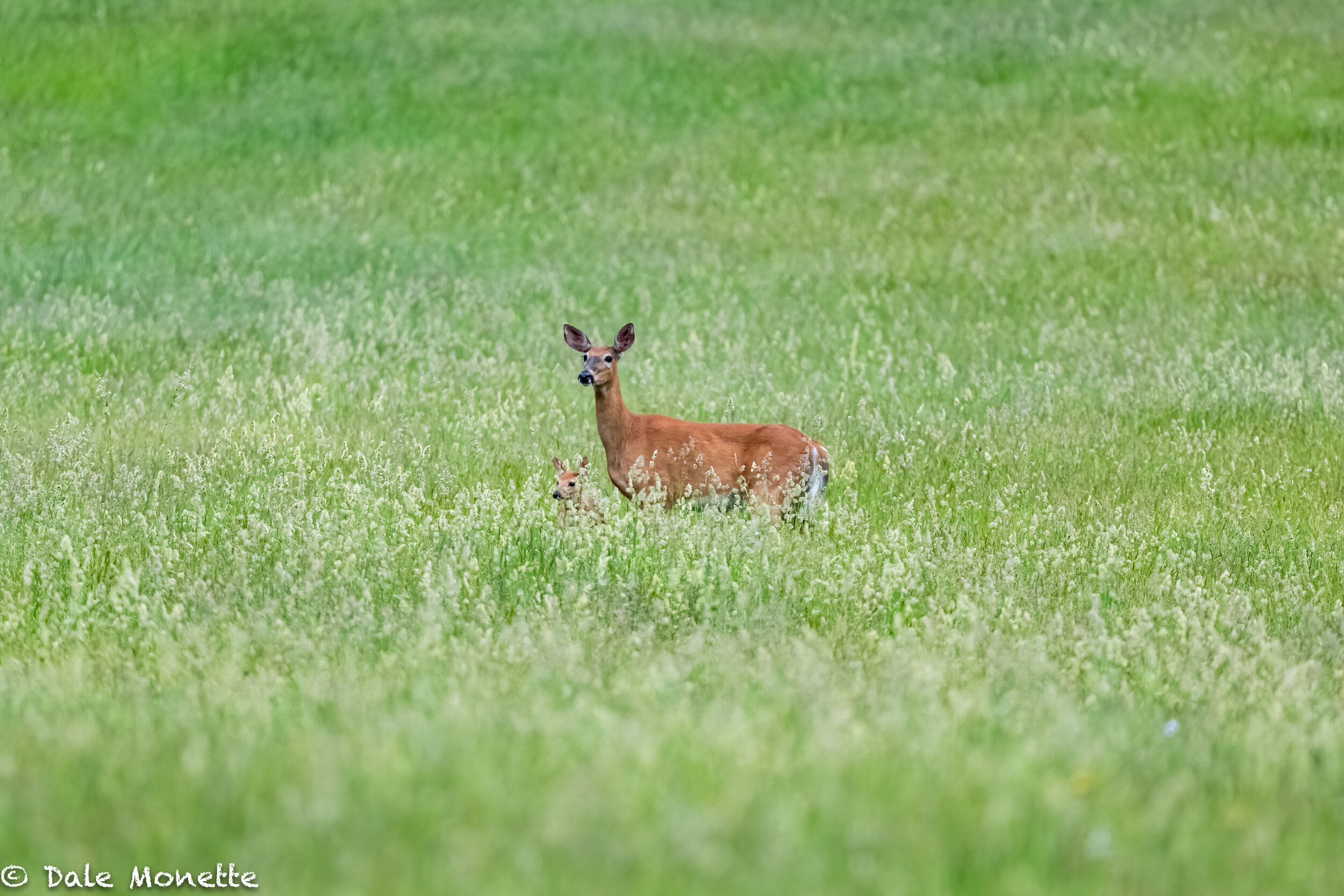   And here is your eye test for today!  How many deer am I holding up ? :)  