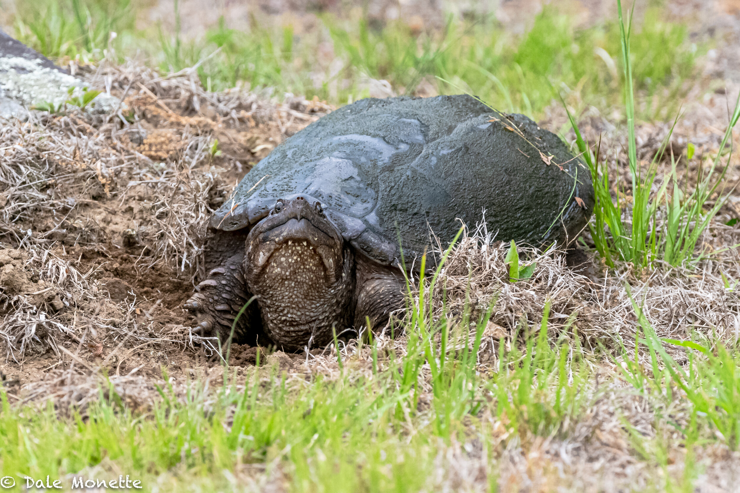   Everywhere I went today I saw snapping turtles… females laying eggs everywhere. Their once a year foray out of water to historical nesting spots for them.  