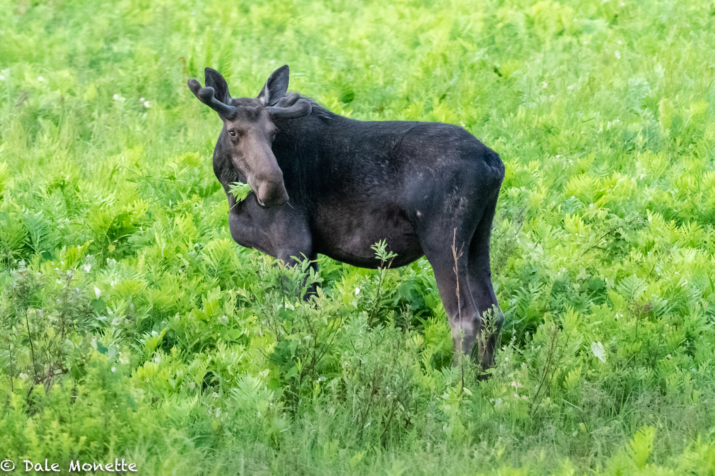   I love this time of year as the moose are hitting the swamps to get the nourishment water plants supply them. A full grown moose needs 50 pounds a day of plants and bark to sustain their health.  