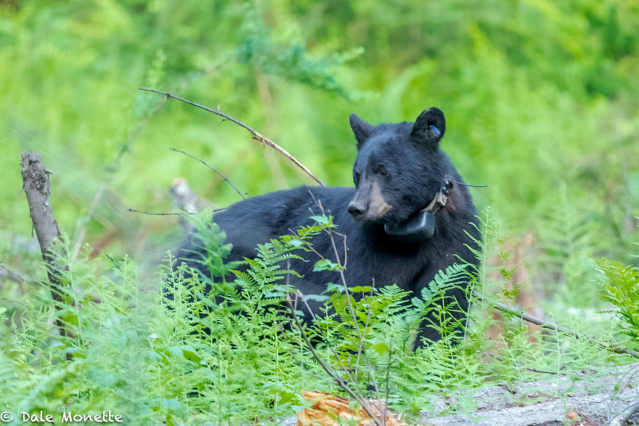   MassWildlife has radio collard bears all over Massachusetts that they are studying. The bears are darted with tranquilizers and the weighed, measured and released back into the wild with their collars on. Biologist have some bears with satellite co