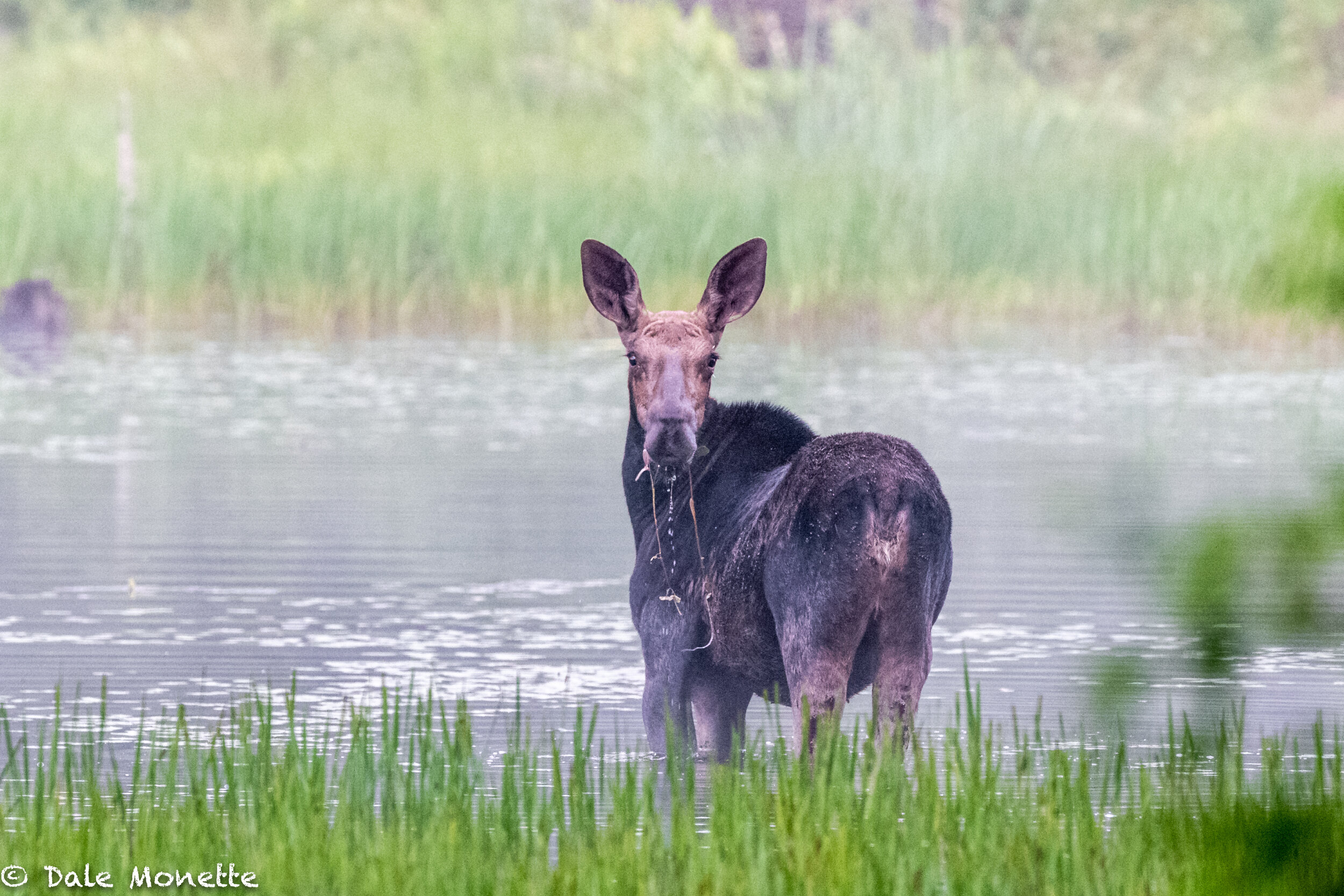   Local moose are in the ponds this month and are pretty easy to find. The only drawback is you need to get out at about 4:30 to 5 am because they are early risers.  
