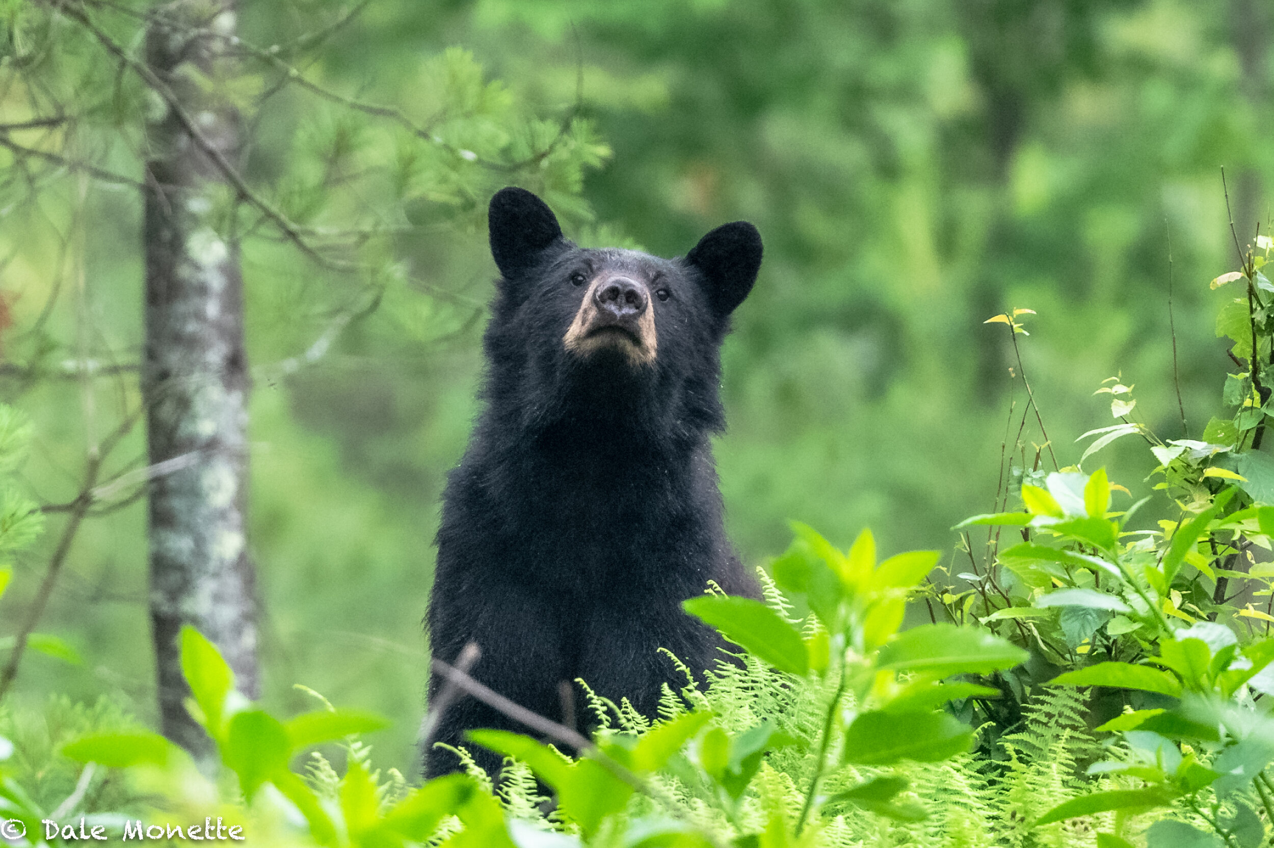   Black bears are becoming more common in the Quabbin watershed. I found this one yesterday turning over logs that were left on a logging site from about 6 years ago.  He couldn’t quite make out what I was so he gave me the sniff test. Bears can smal