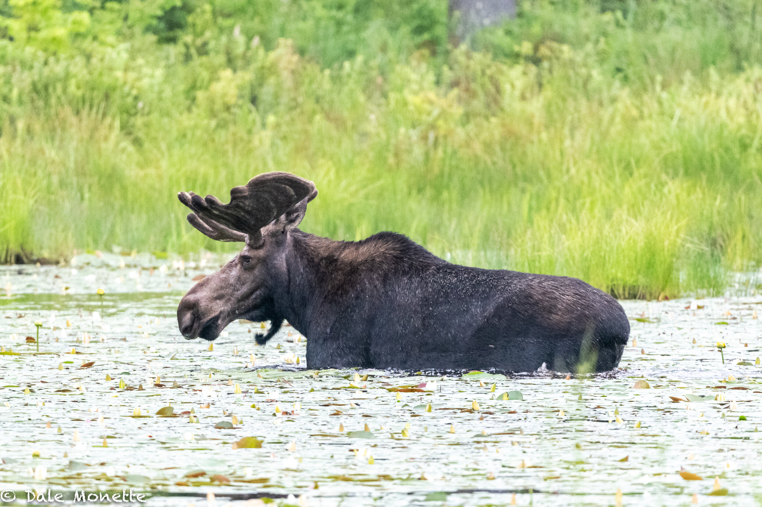   Another great find! This huge bull moose feeding in a small beaver pond. I felt bad for him because of all the deer flies that were chasing him. You can see them all over his back.  
