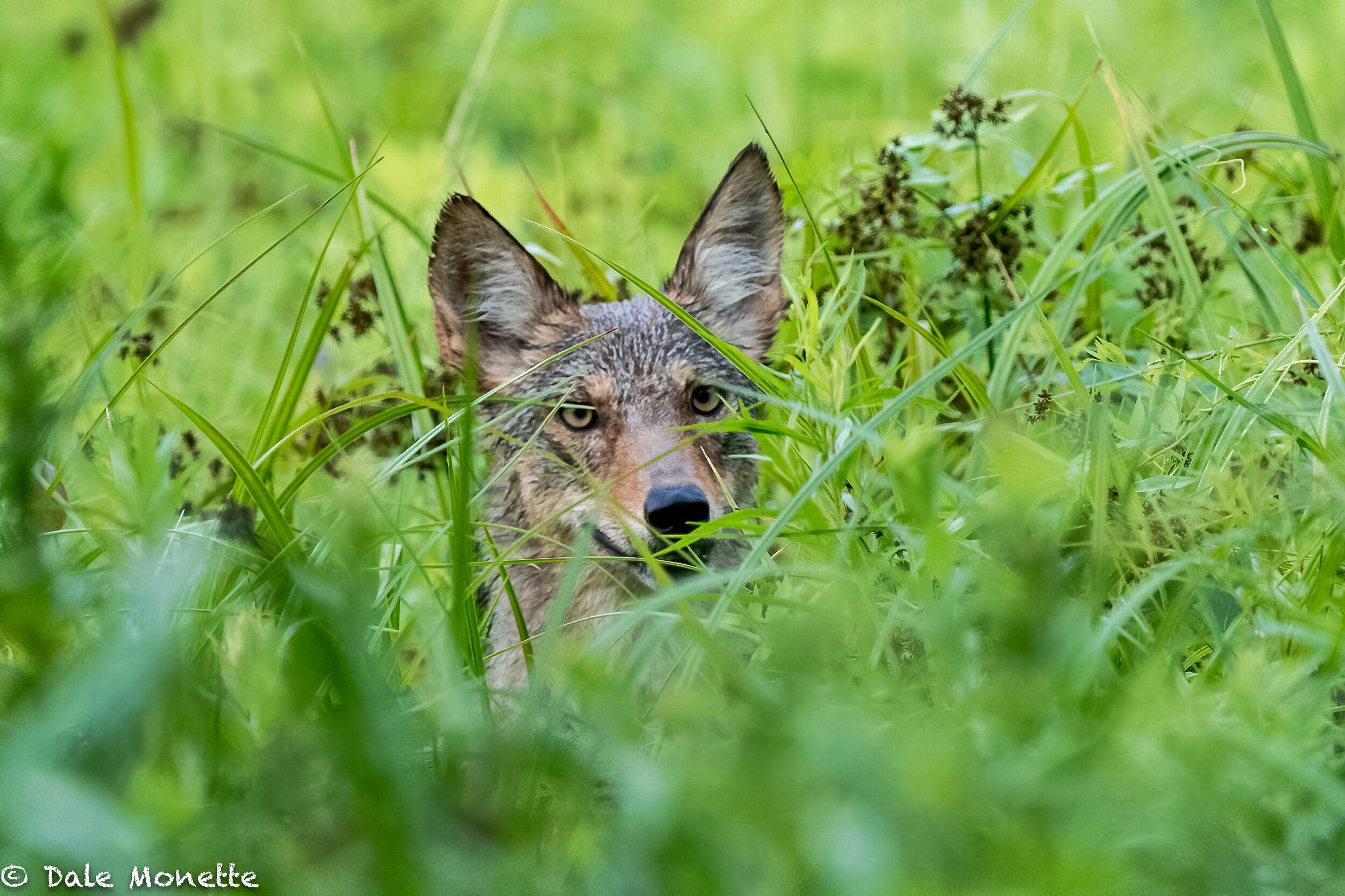   As I was watching for a moose or 2 in a large pond, this eastern coyote came along hunting in a large field nest to the pond. He didn’t realize I was there until he was about 30 yards from me up to his neck in the grass and flowers in the field. I 