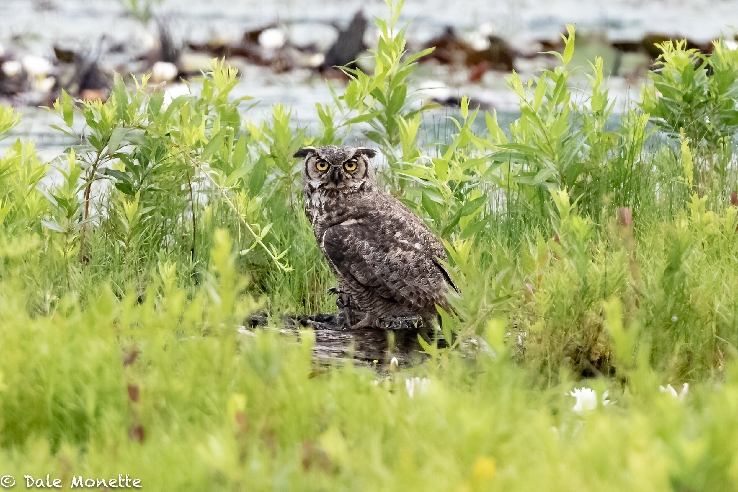   I watched this great horned owl hunt along the shoreline of a local swamp.  After about 90 minutes it landed a large Norway rat and was only about 30 yards from me when he caught it.   