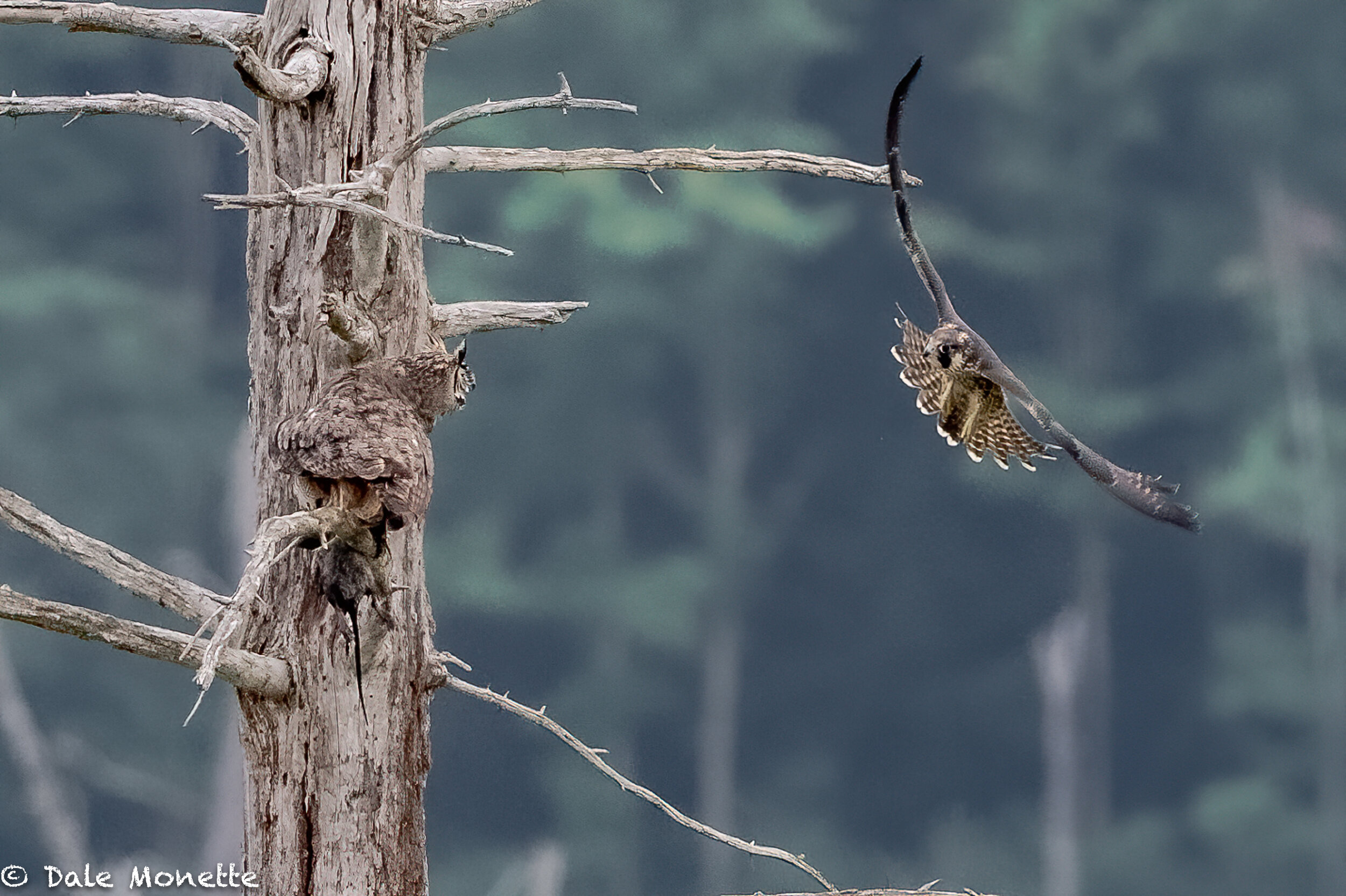   After the owl caught the Norway rat. It flew up and sat on a dead tree and a peregrine falcon decided to pay a visit and maybe steal the rat.  