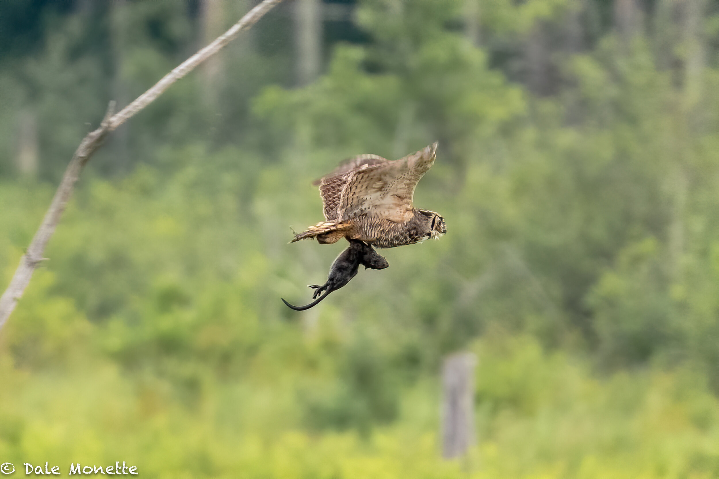   After the falcon left, the great horned owl beat it for the woods with its prize as it had 2 chicks hidden in the woods waiting for breakfast.  