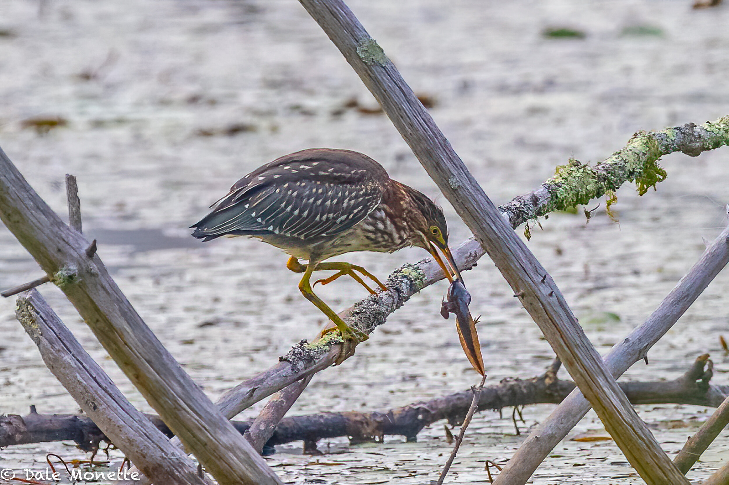   This immature green heron nabbed this bull frog tadpole  for breakfast right in front of me this morning!   yummy !  :)  