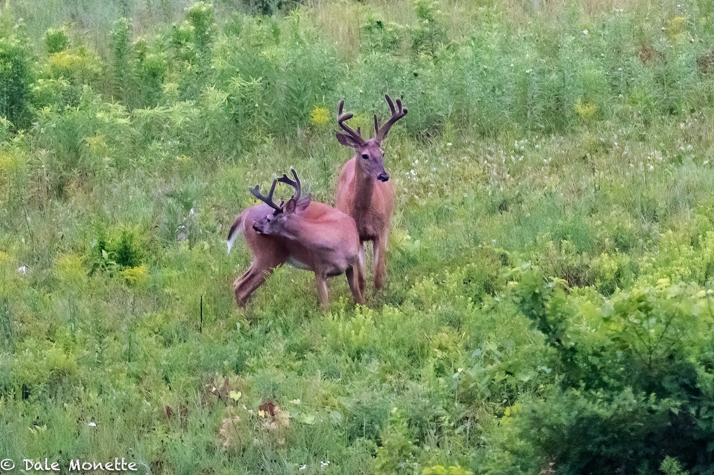  I caught these 2 nice bucks feeding in a large field by my house as the sun was just rising,  