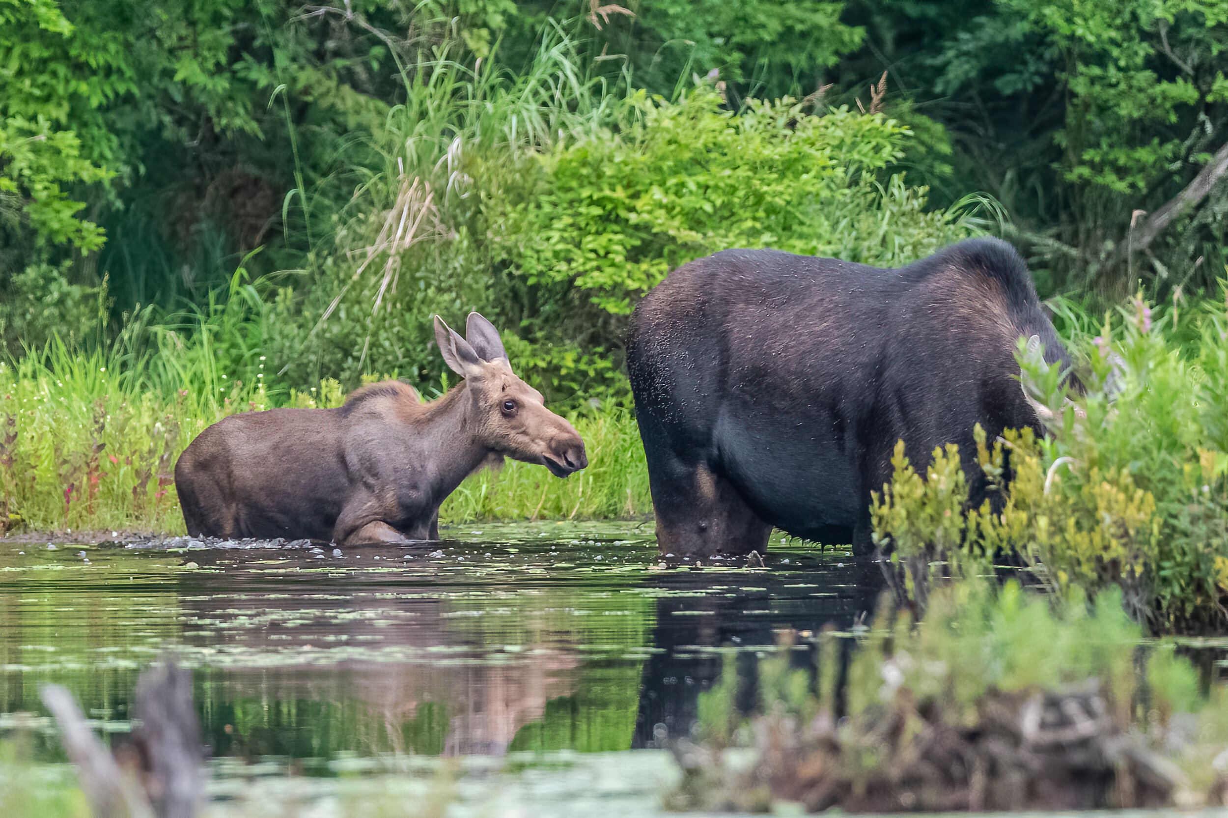   As I was watching this female moose feed this morning in an isolated pond this young one came hopping out of the bushes along the shore.  Quite the surprise!  